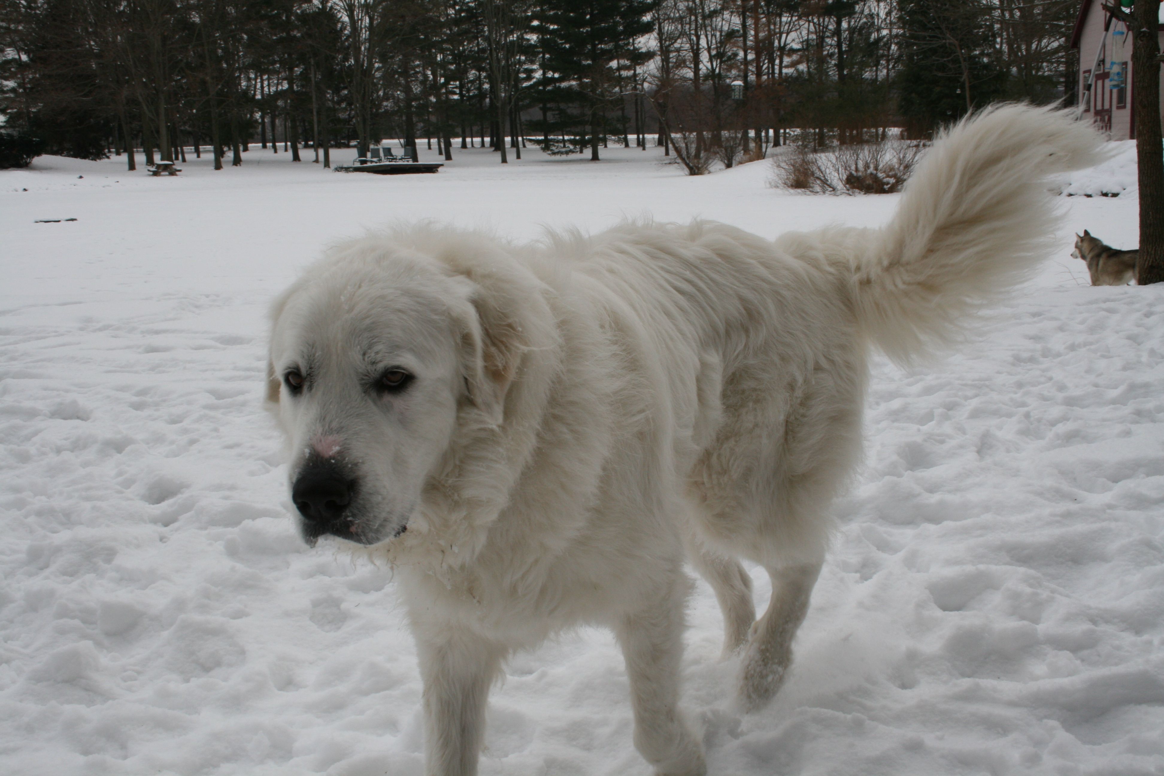 Great Pyrenees dog in the snow photo and wallpaper. Beautiful Great Pyrenees dog in the snow picture