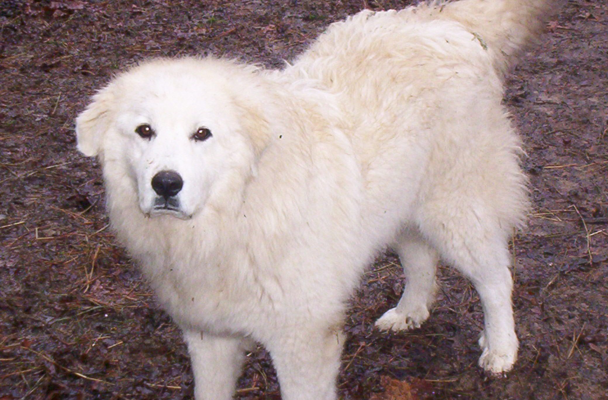 great pyrenees picture dog photo.. Pyrenees dog photo and wallpaper. Beautiful Lovely Great Pyrenees dog. Great pyrenees dog, Great pyrenees, Top dog breeds