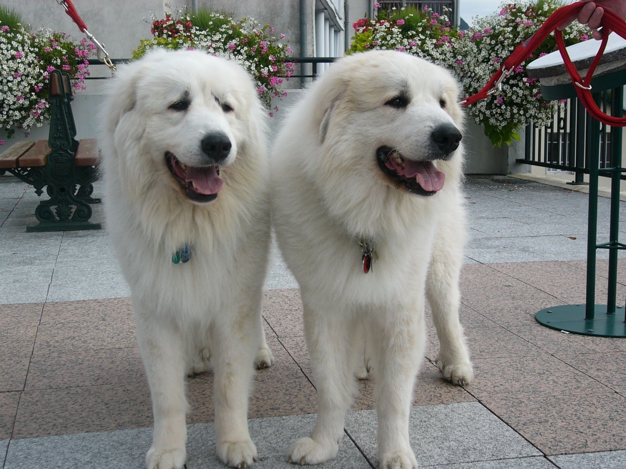 Two Great Pyrenees dogs. Great pyrenees dog, Great pyrenees, Pyrenees