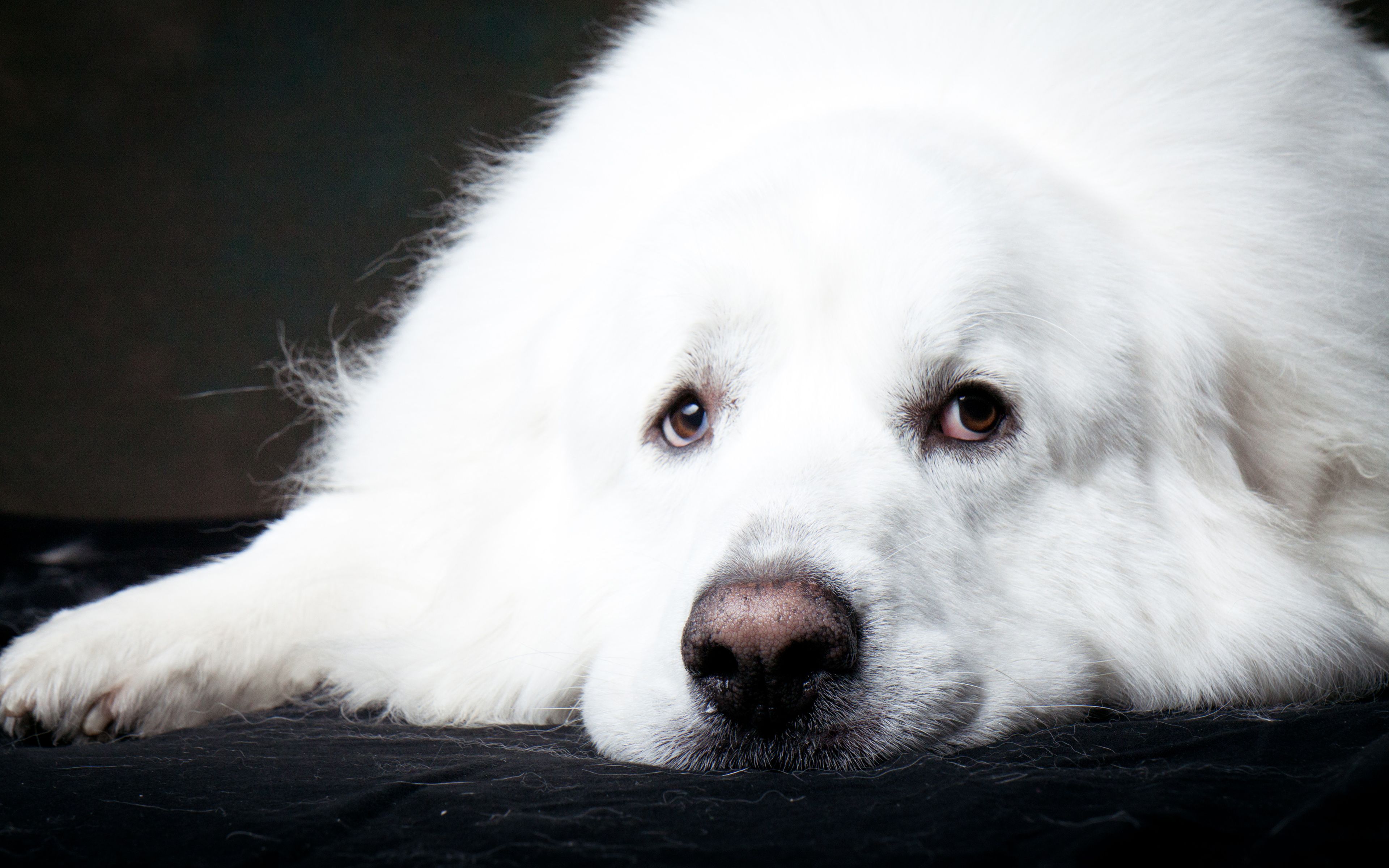 Download wallpaper 4k, Great Pyrenees, dogs, pets, cute animals, muzzle, Great Pyrenees Dog for desktop with resolution 3840x2400. High Quality HD picture wallpaper