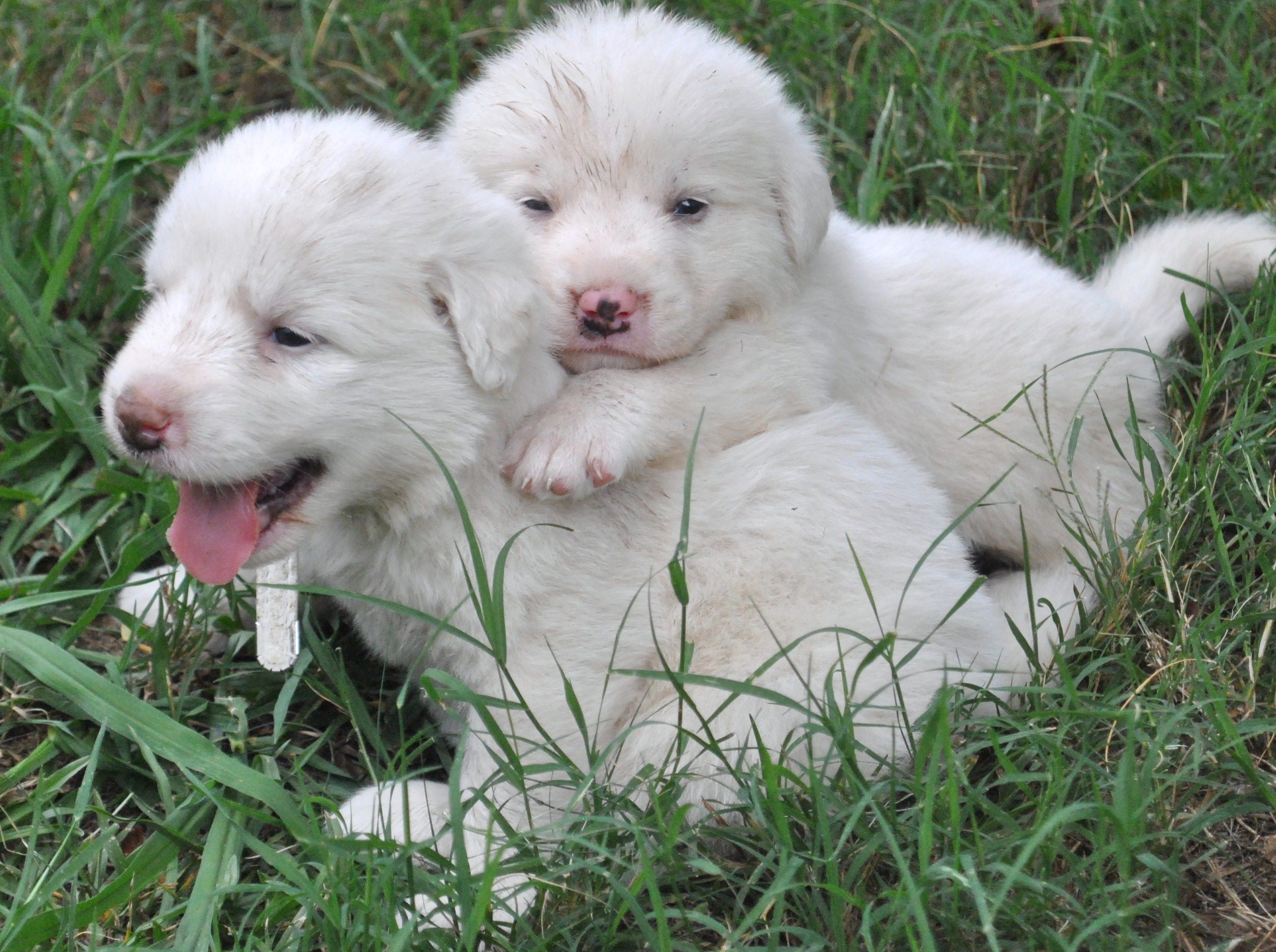 Great Pyrenees puppies photo. Great pyrenees puppy, Pyrenees puppies, Great pyrenees dog