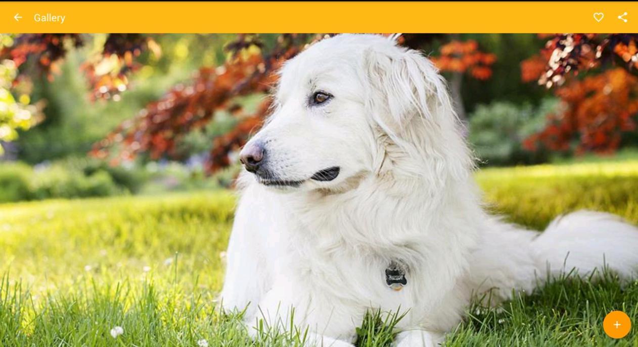 Great Pyrenees Dog Wallpaper for Android