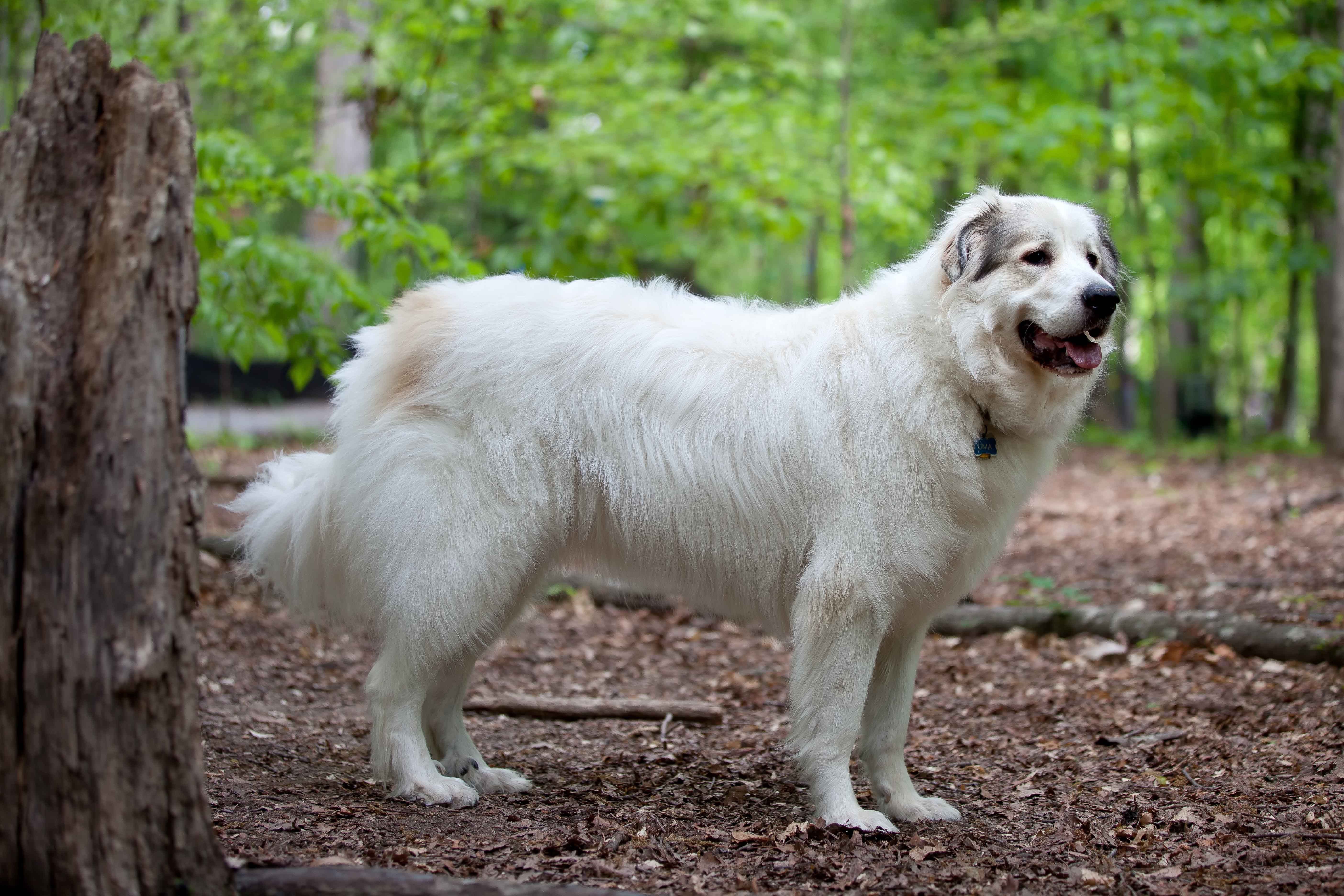 Great Pyrenees dog in the forest wallpaper and image, picture, photo