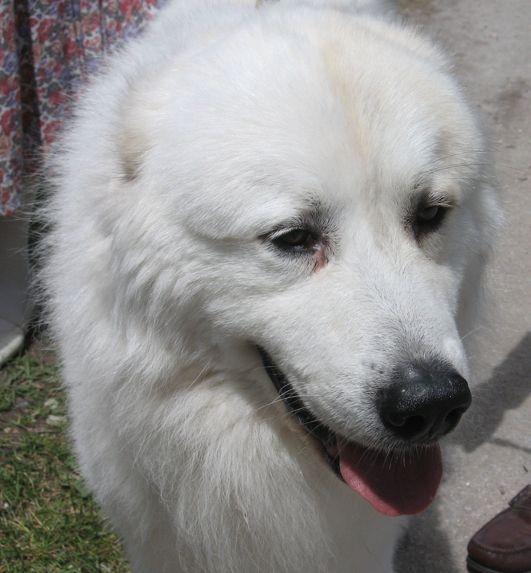 Great Pyrenees dog face photo and wallpaper. Beautiful Great Pyrenees dog face picture