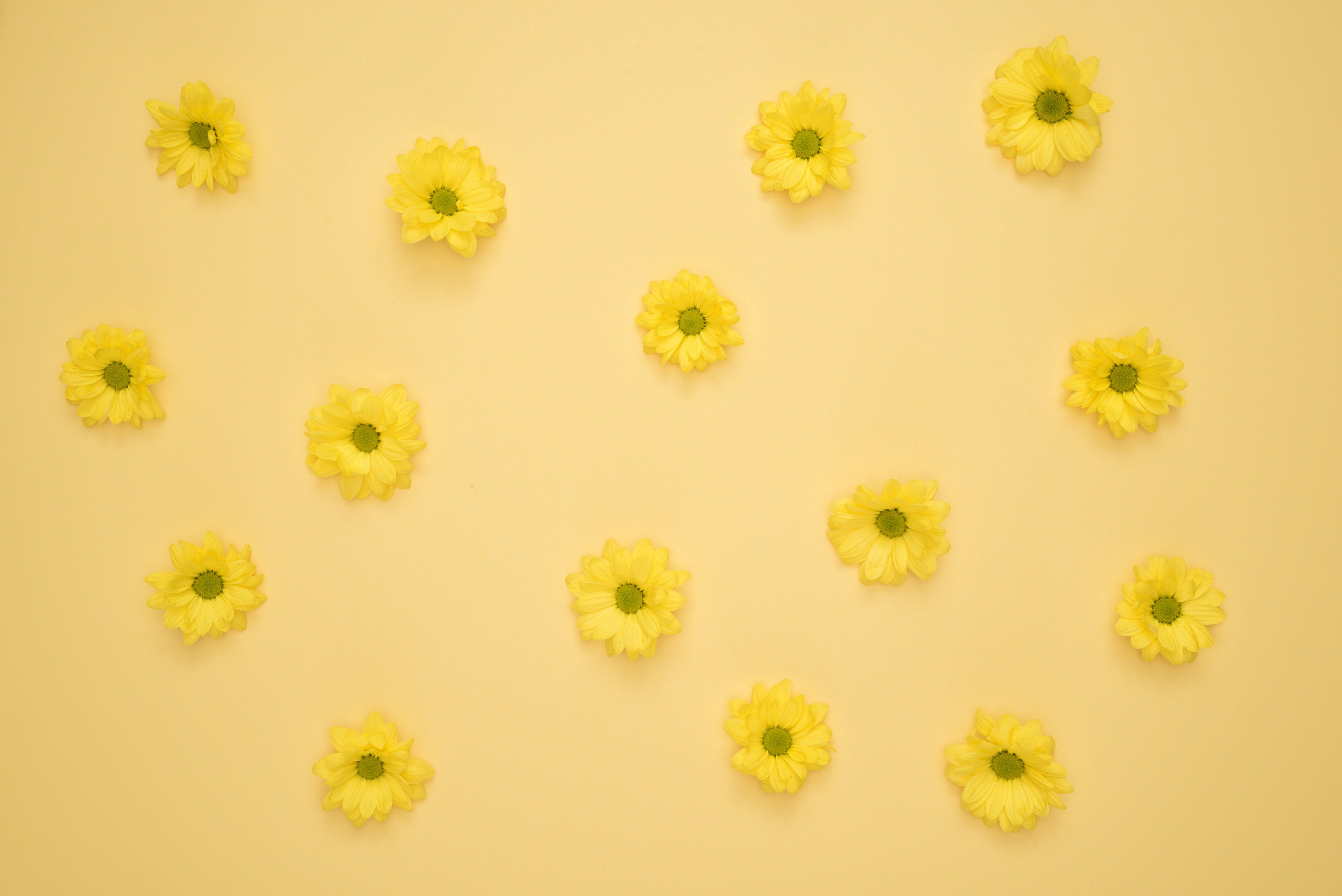 Yellow Aesthetic Desktop Sunflower HD Wallpaper
