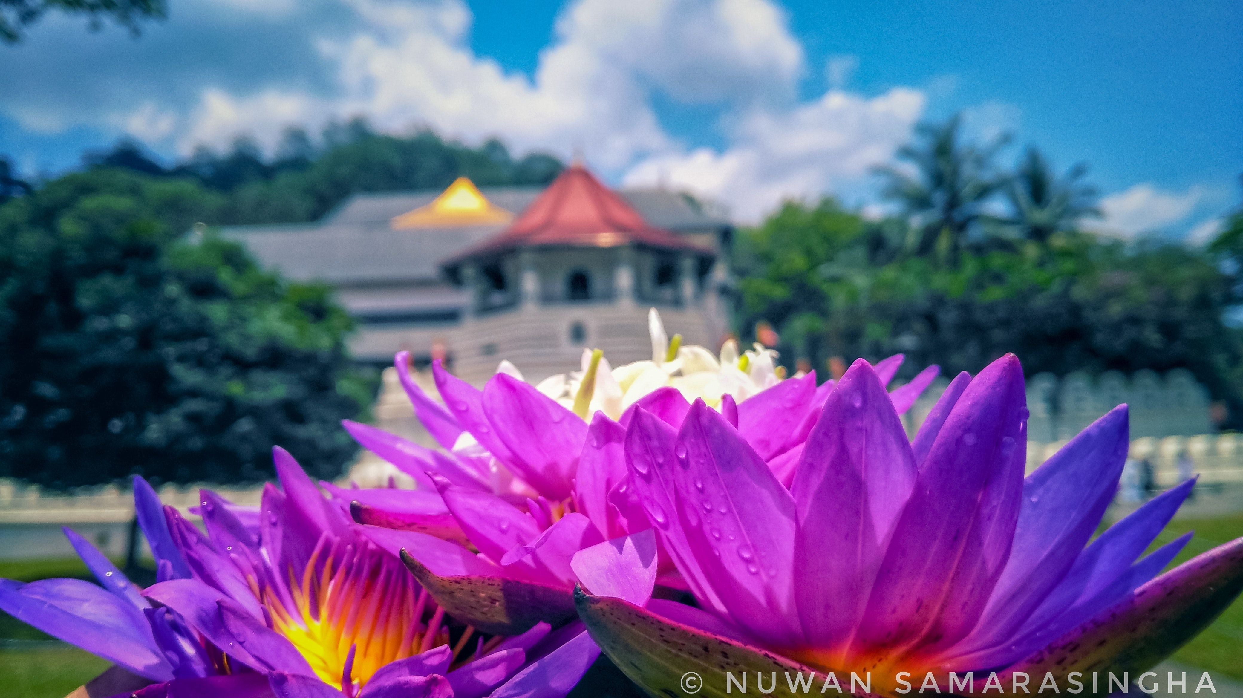 Free of beautiful flowers, Buddha Tooth Relic Temple, Kandy