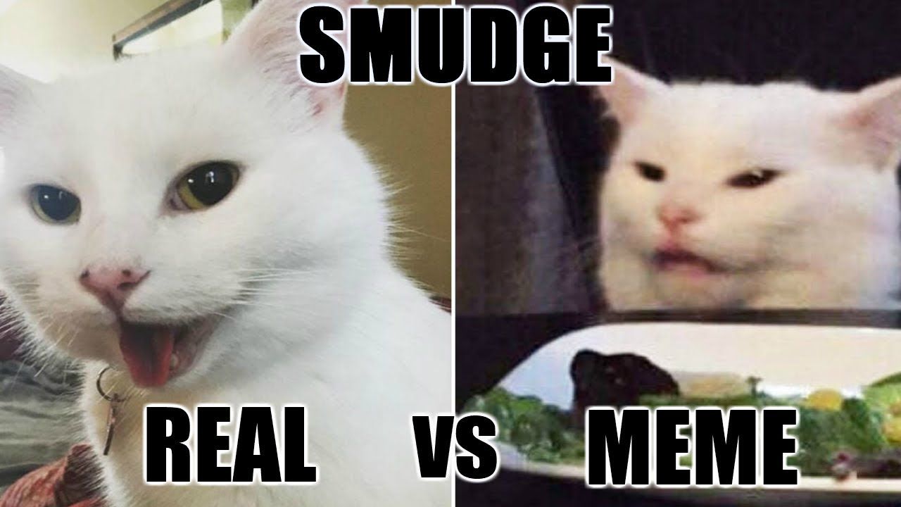Woman Yelling At Confused Cat Explained Smudge