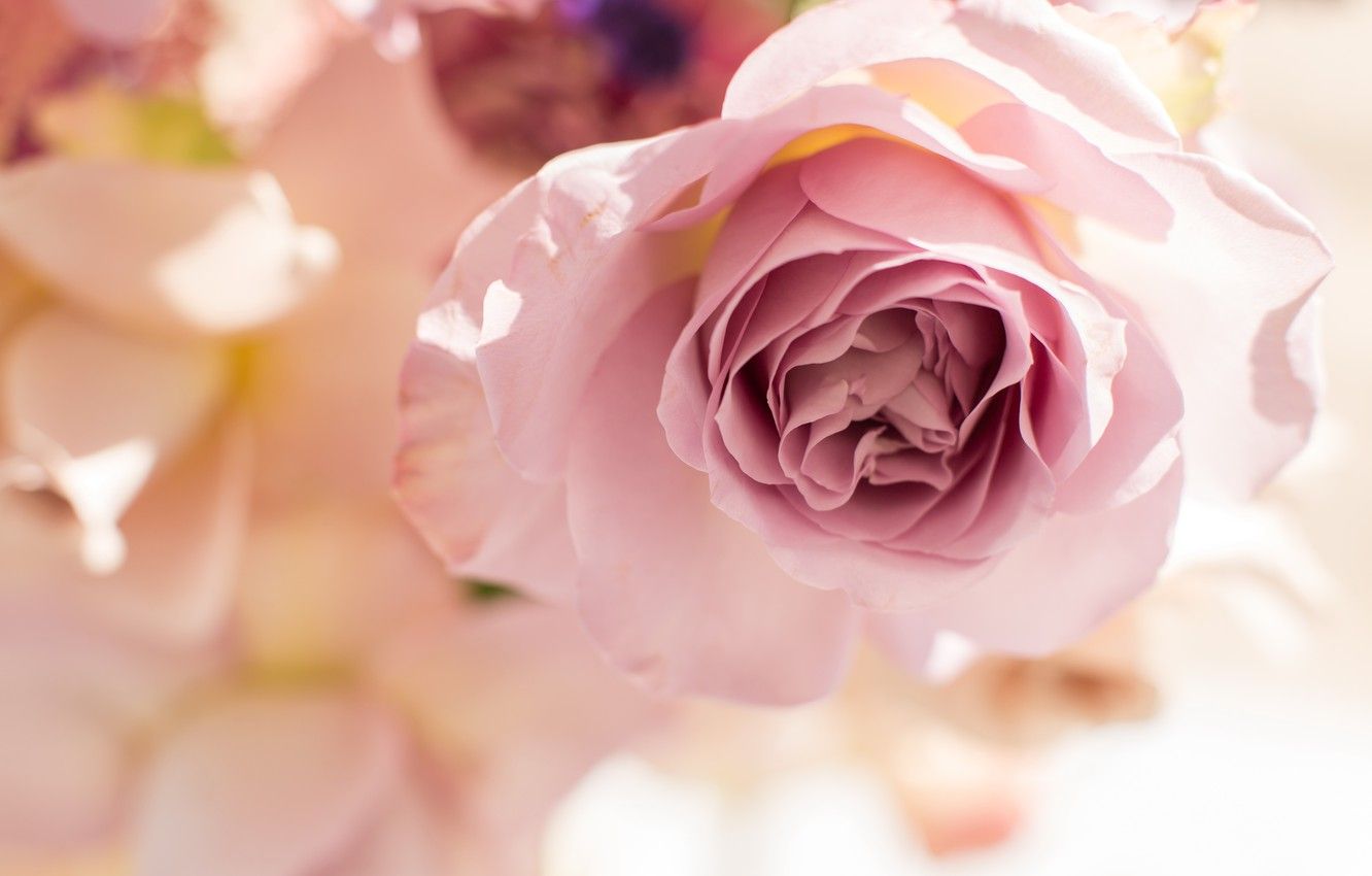 Wallpaper macro, pink, rose, Bud, beautiful, gentle image for desktop, section макро