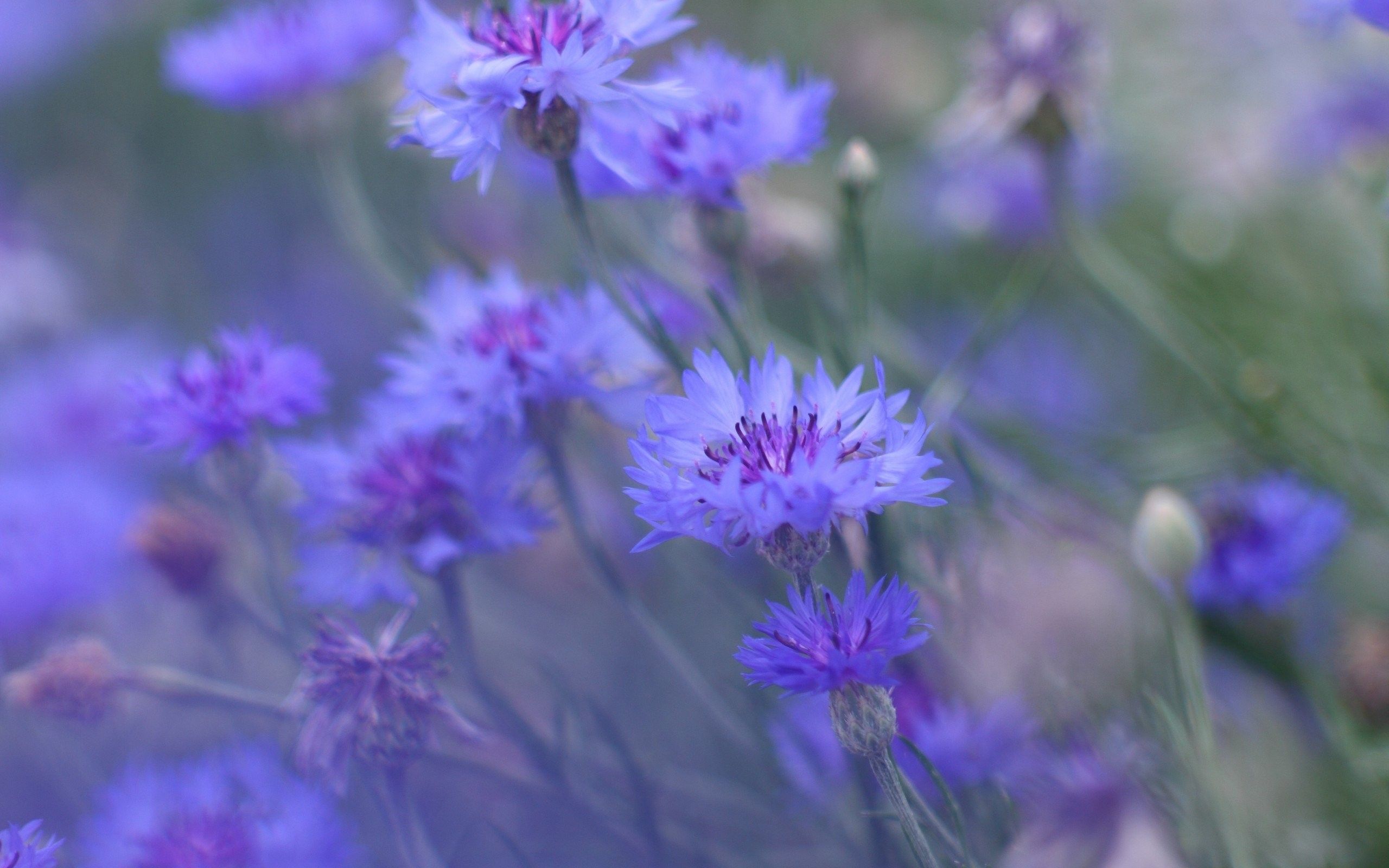 High Quality, Gentle, Flower Wallpaper Tumblr, Mobile Wallpaper, Nature, flowers, free, Desktop Background Blue, Natural, 2560x1600