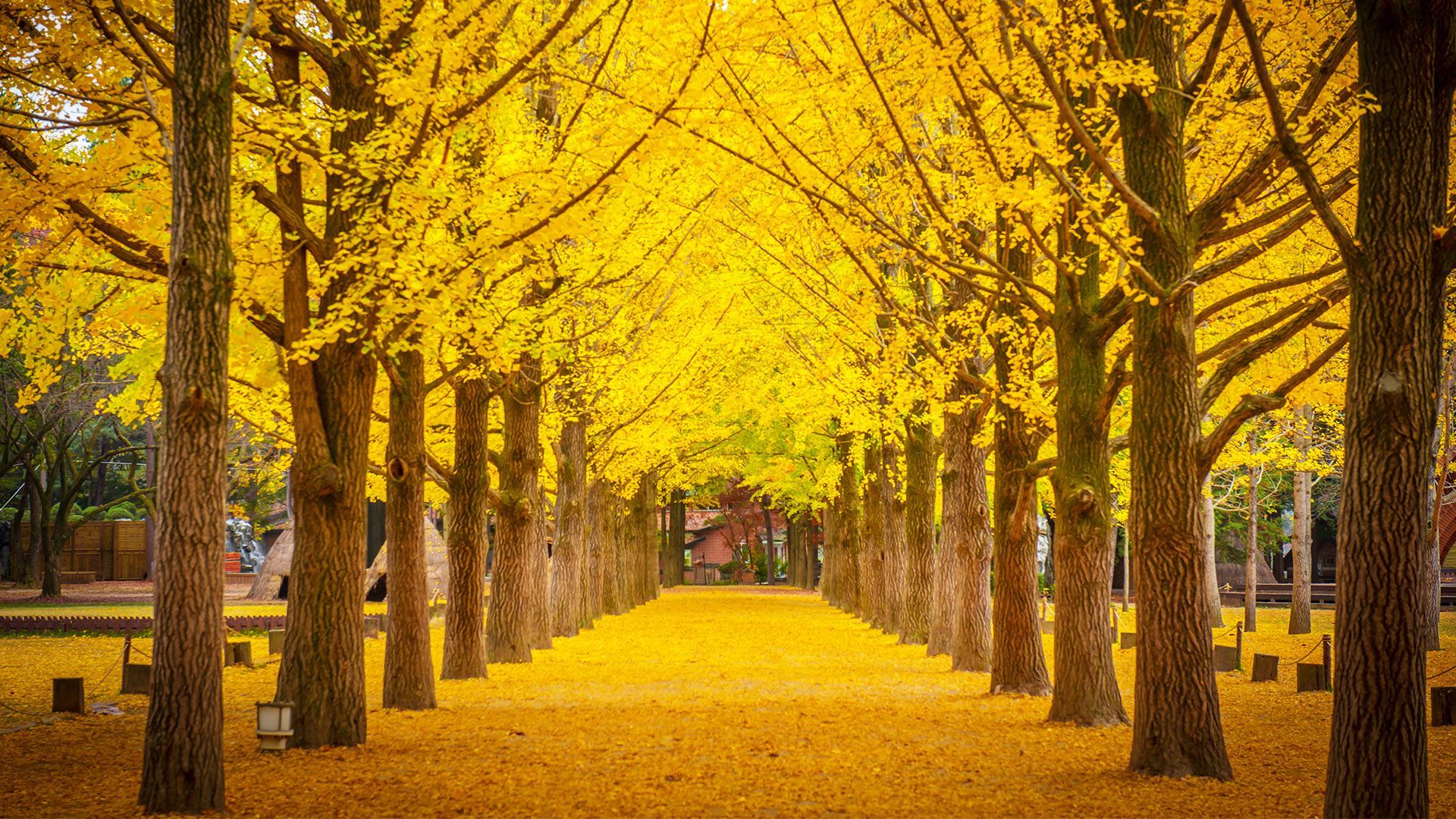 South Korea Autumn Wallpapers Wallpaper Cave