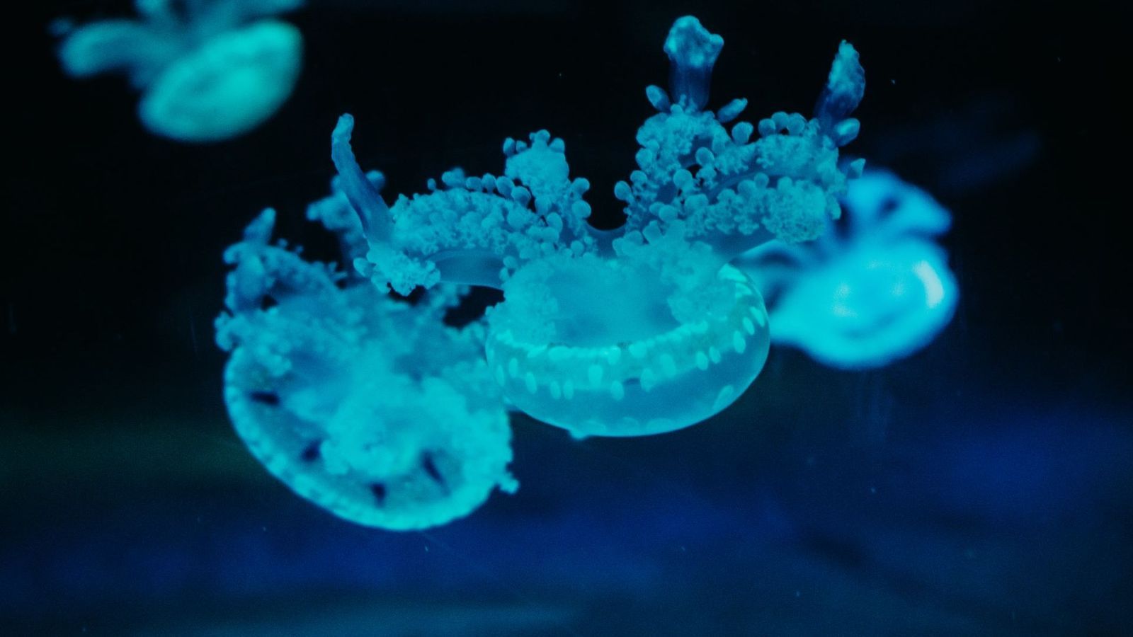 Blue Jelly Fish Wallpaper