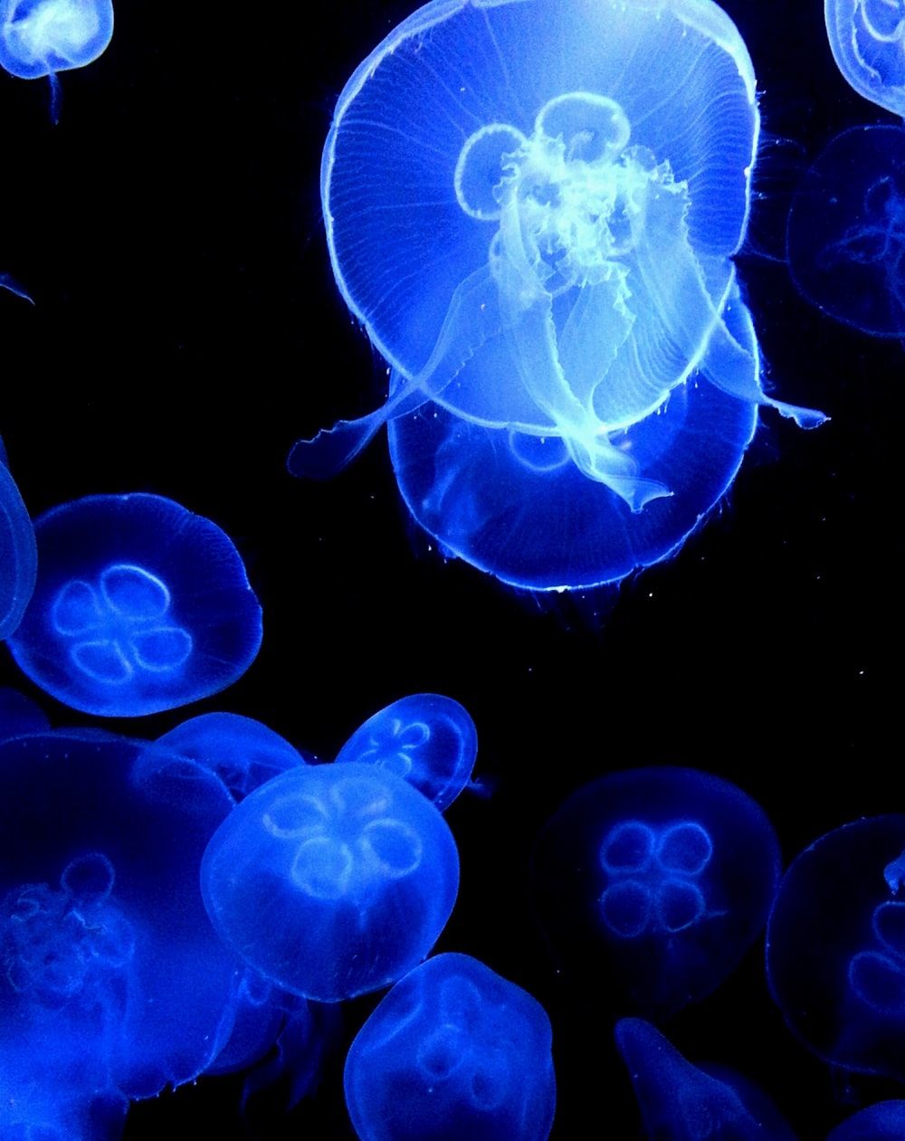 blue jelly fish digital wallpaper photo