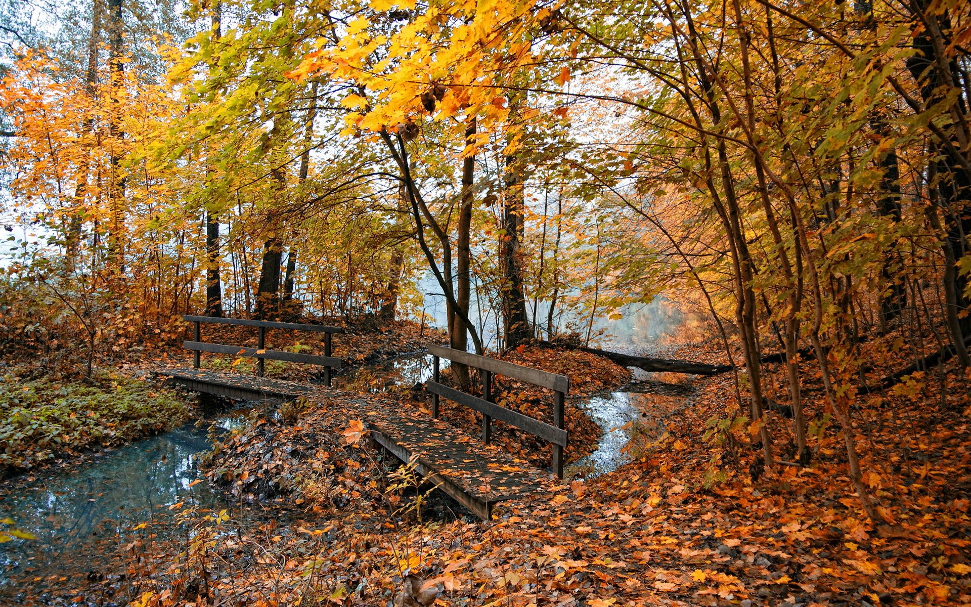 Woodland Autumn Wallpapers - Wallpaper Cave