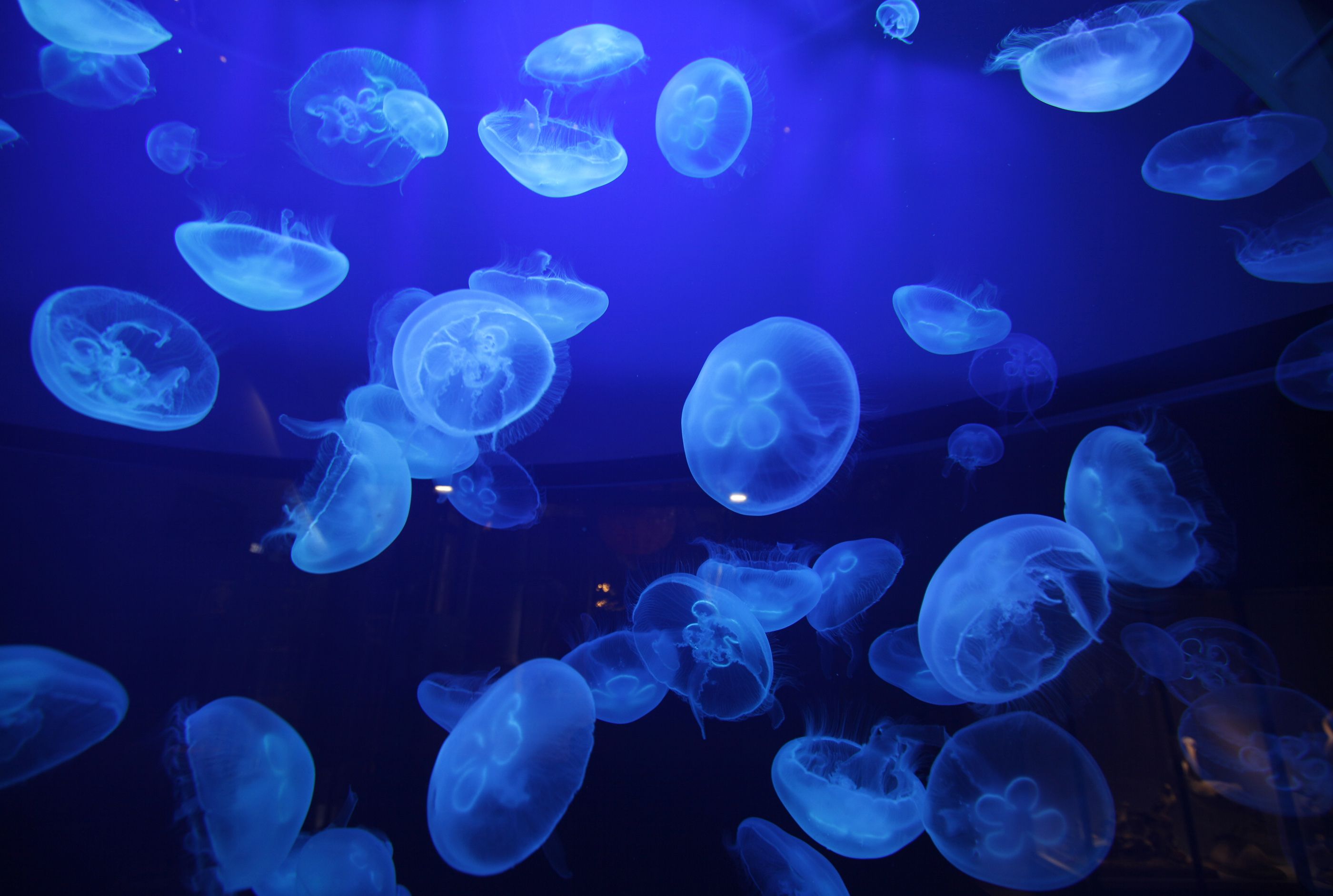 Jellyfish underwater ocean sea bokeh jelly (22) wallpaperx1883