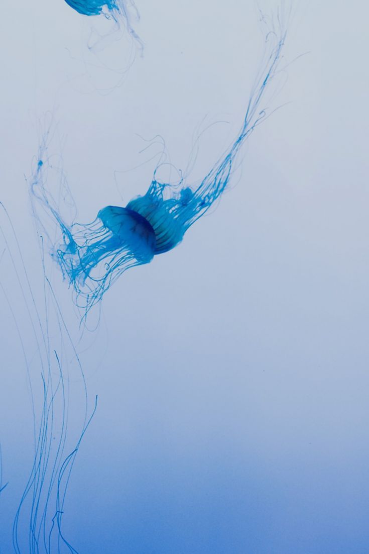 Jelly Fish. Jellyfish, Fish wallpaper, Amazing jellyfish