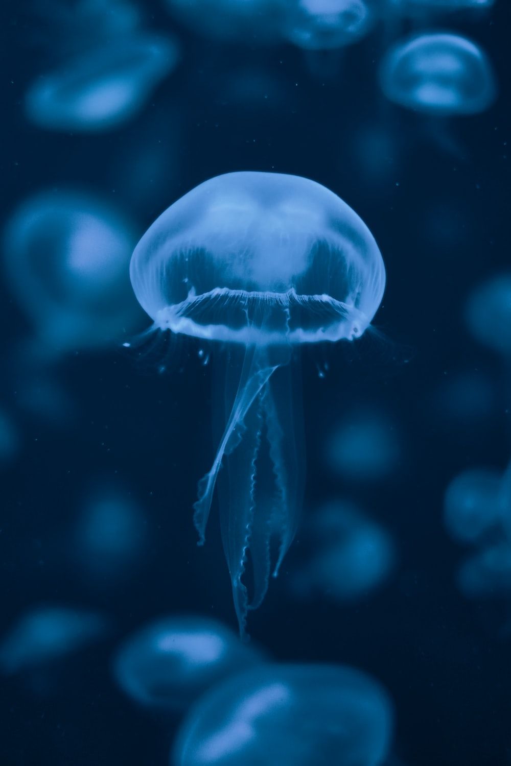 Jellyfish Picture [HD]. Download Free Image