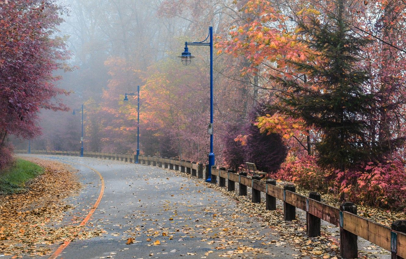 Wallpaper Road, Fog, Autumn, Street, Canada, Lights, Canada, Fall, Foliage, Autumn, Colors, Road, Fog, Falling leaves, Leaves, Port Richmond image for desktop, section природа