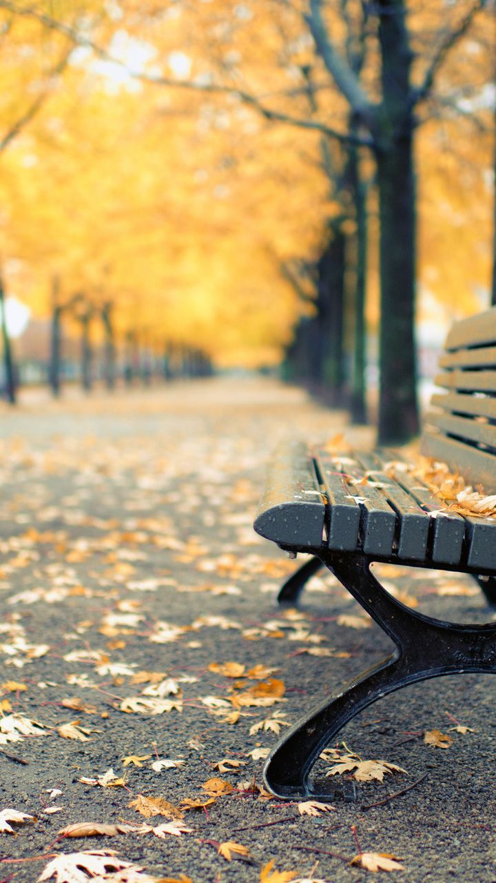 autumn, bench, qc, shop, montreal, canada, park desktop wallpaper 94515