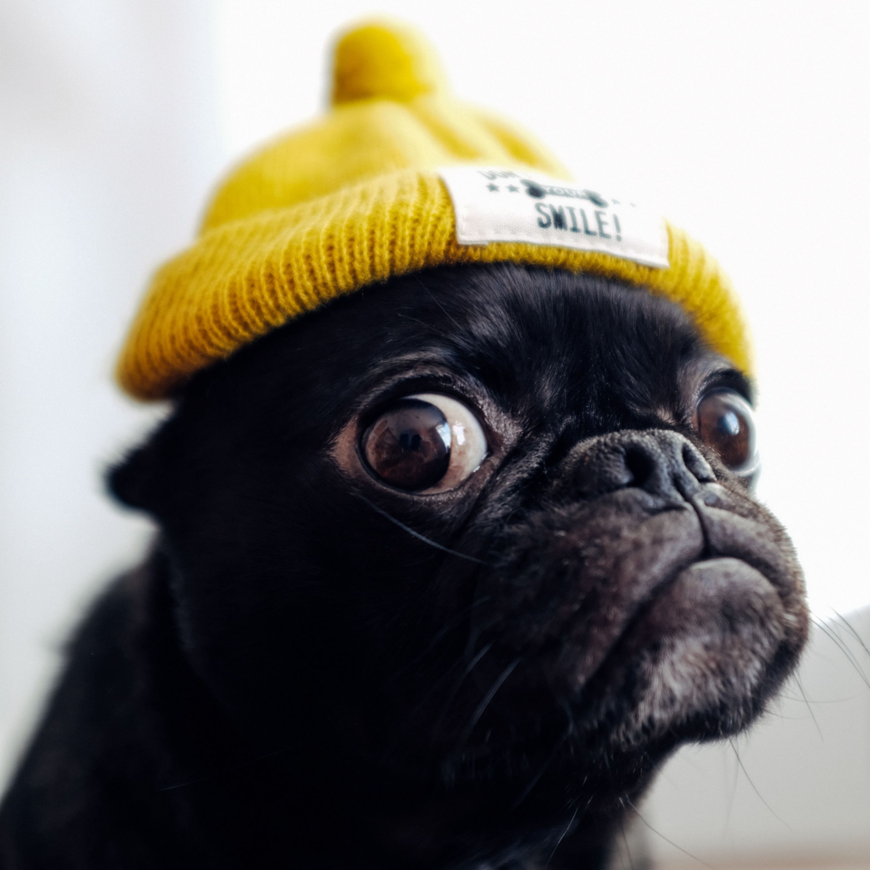 Wallpaper Pug, Dog, Hat, Funny, Pet Pug HD Wallpaper