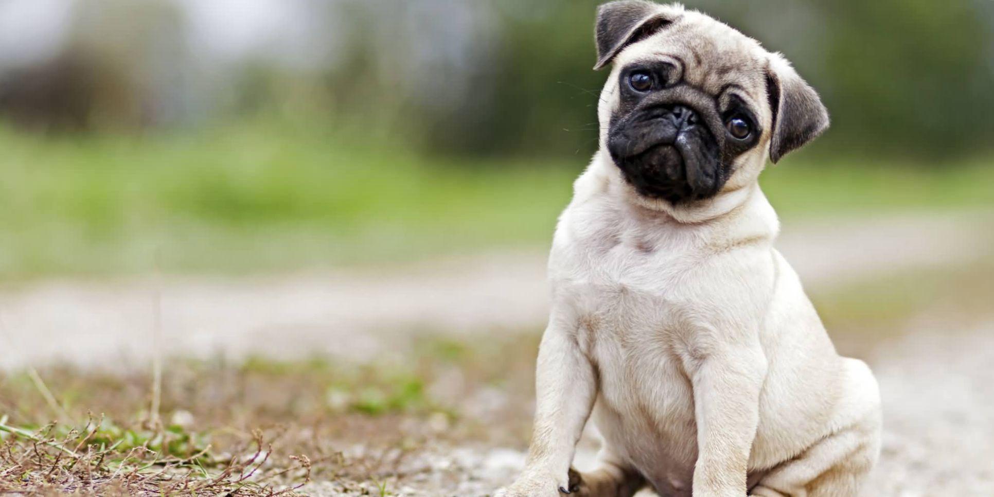 Pugs Dog Wallpaper and Background