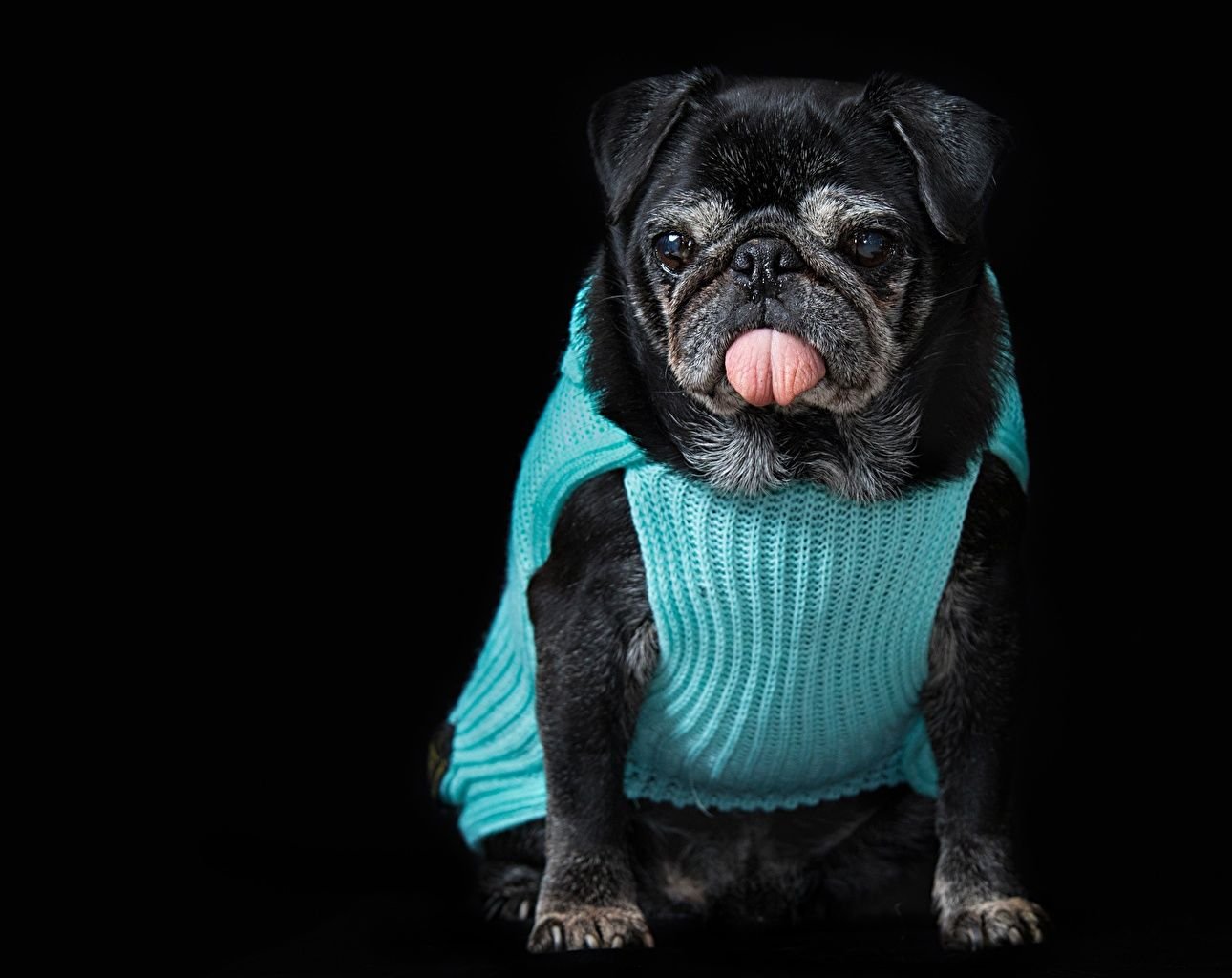 Desktop Wallpaper Pug Dogs Black Tongue Sweater Animals Black