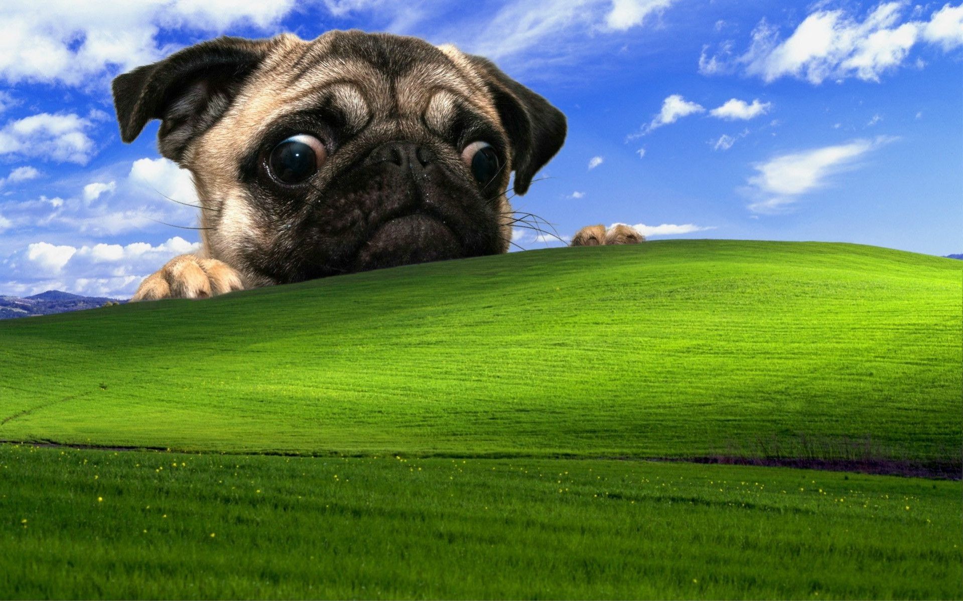 windows xp pug dog Wallpaper HD / Desktop and Mobile Background