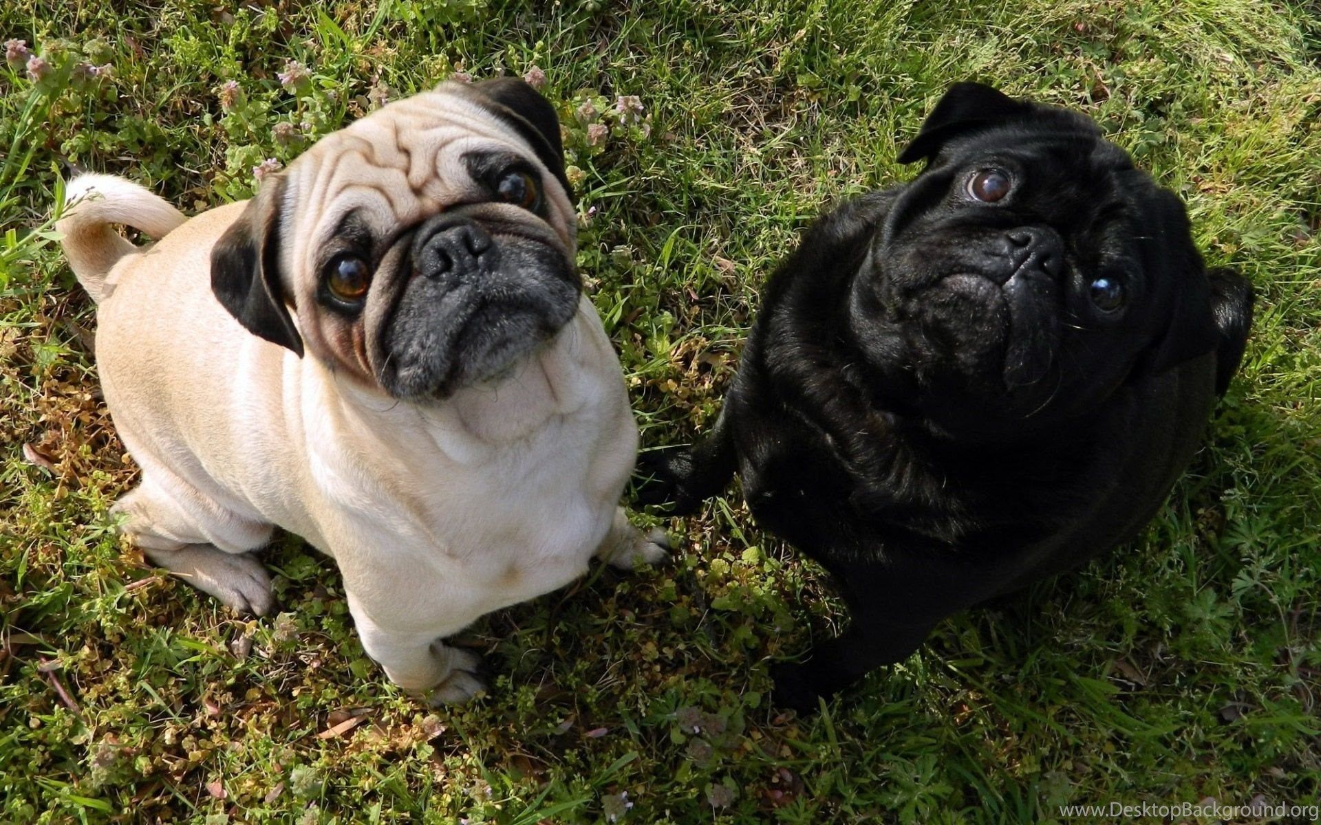 A Pair Of Cute Pug Dogs HD Wallpaper For Desktop Animal Wallpaper. Desktop Background