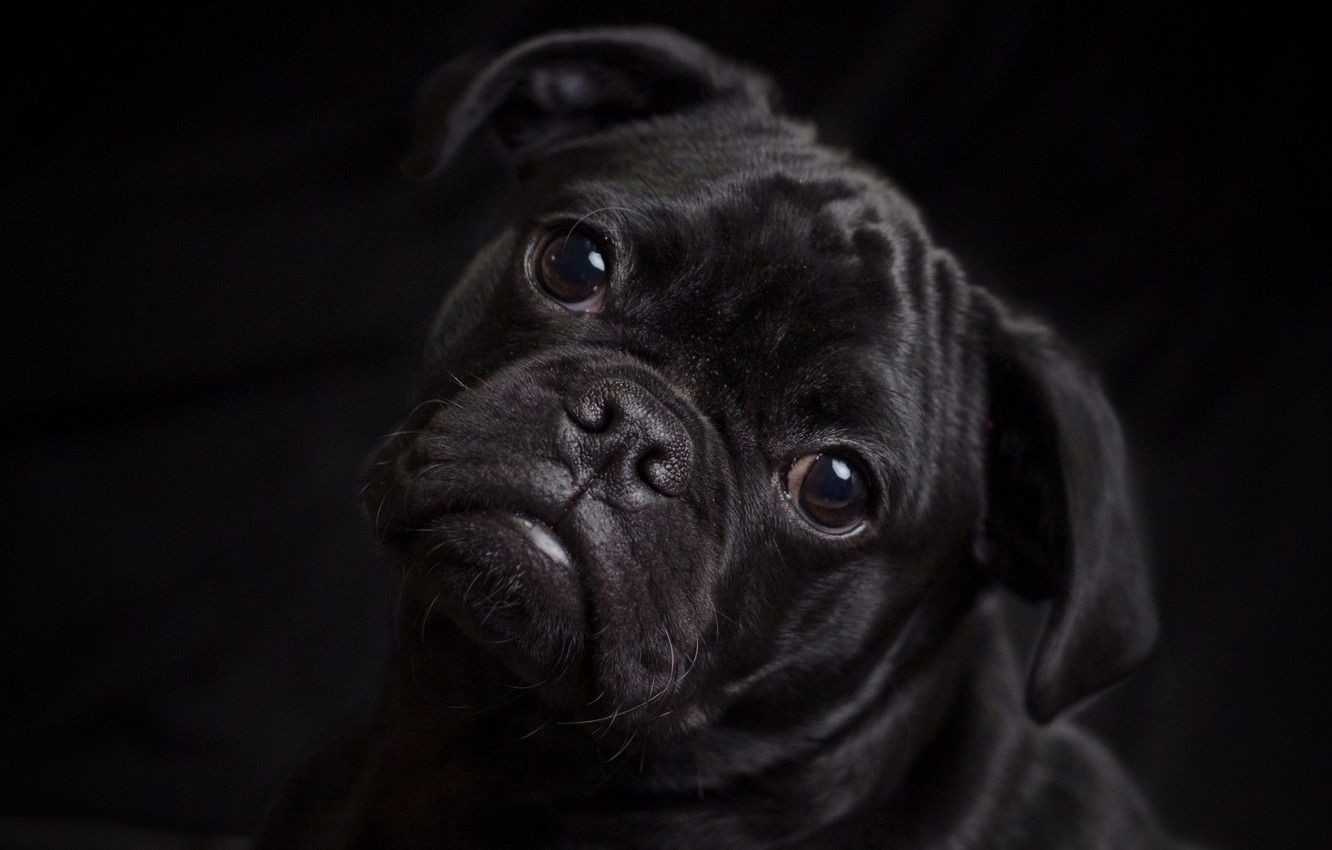 Wallpaper dark, black, animals, dog, animal, dogs, look, cute, black background, pet, pug, muzzle, stare, expression, 2k HD background image for desktop, section собаки