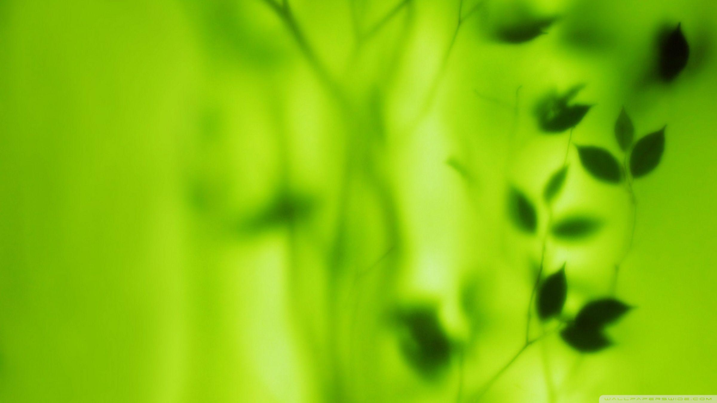 Blurred Green Leaves HD desktop wallpaper, High Definition