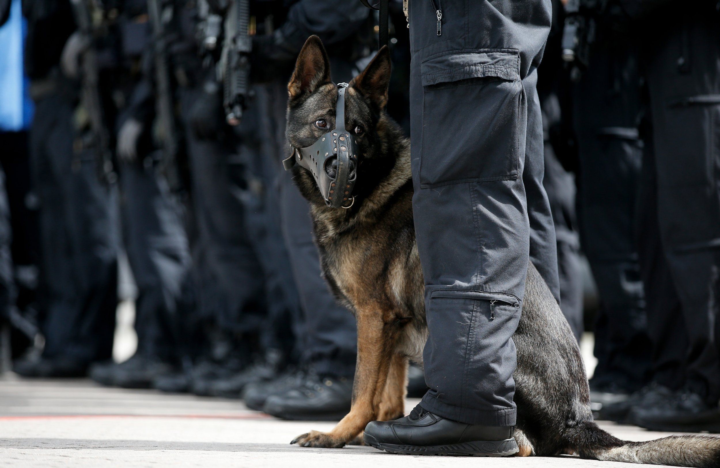 What Happens To K 9 Police Dogs When Marijuana Is Legalized? Euthanasia Claims Spark Outcry