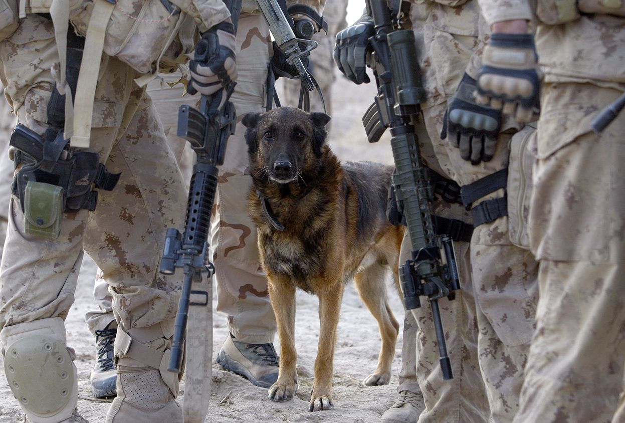 Afghanistan: Dogs of War