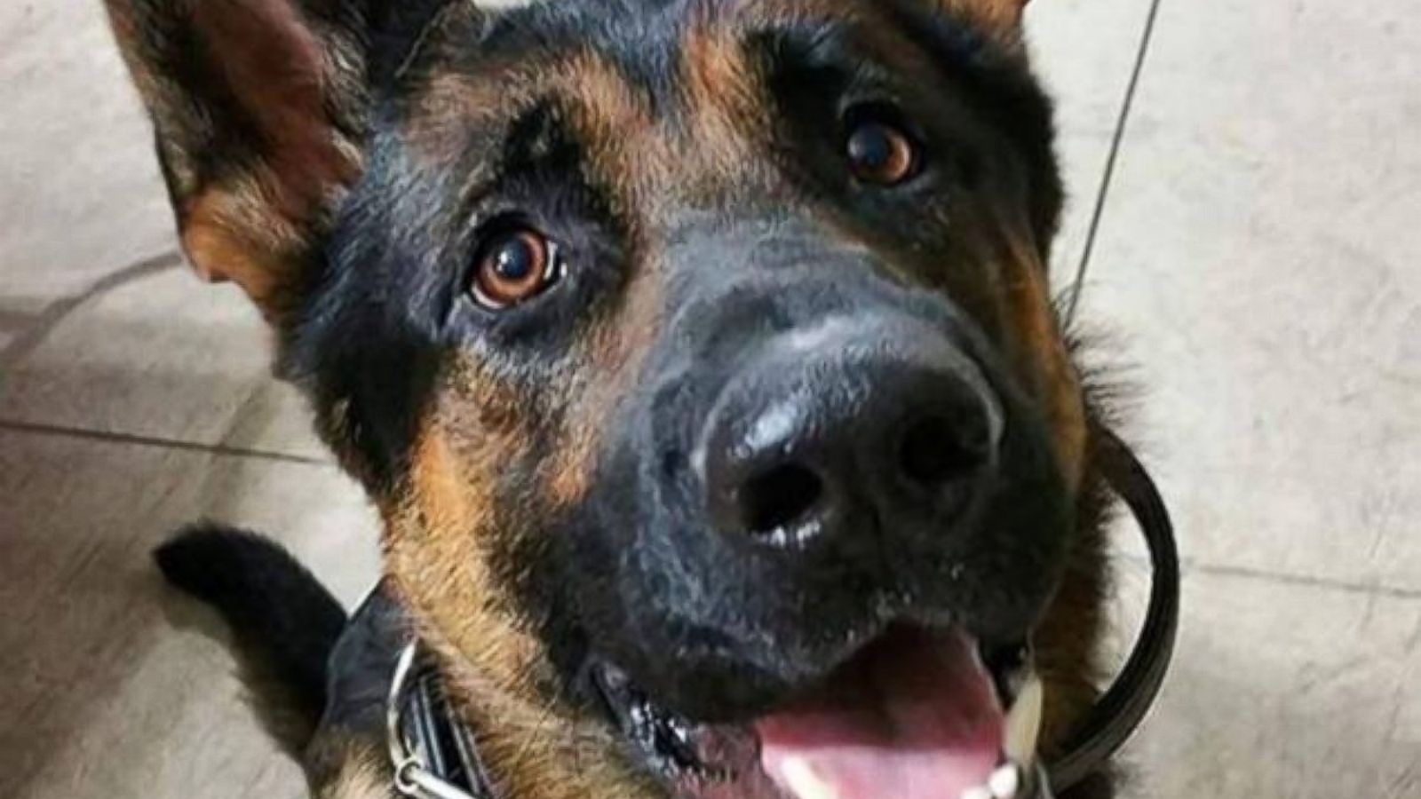 Man Who Shot, Killed Ohio K 9 Officer Jethro Sentenced To 45 Years In Prison
