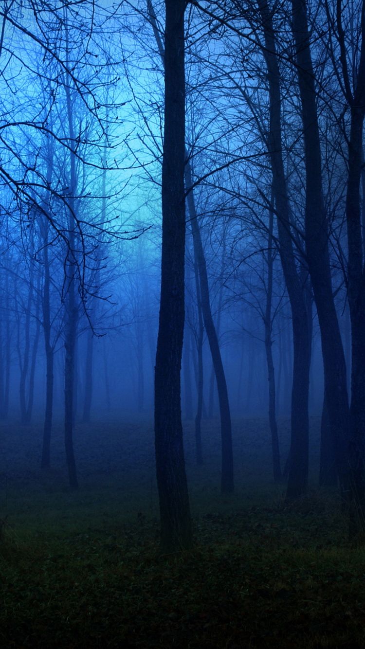 Creepy Forest Night Fog iPhone 6 Wallpaper HD