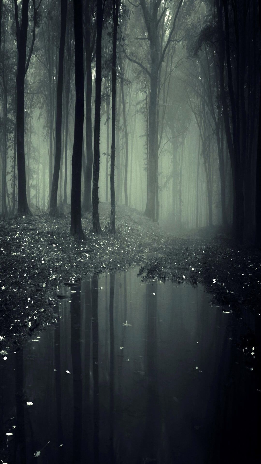 Creepy Forest