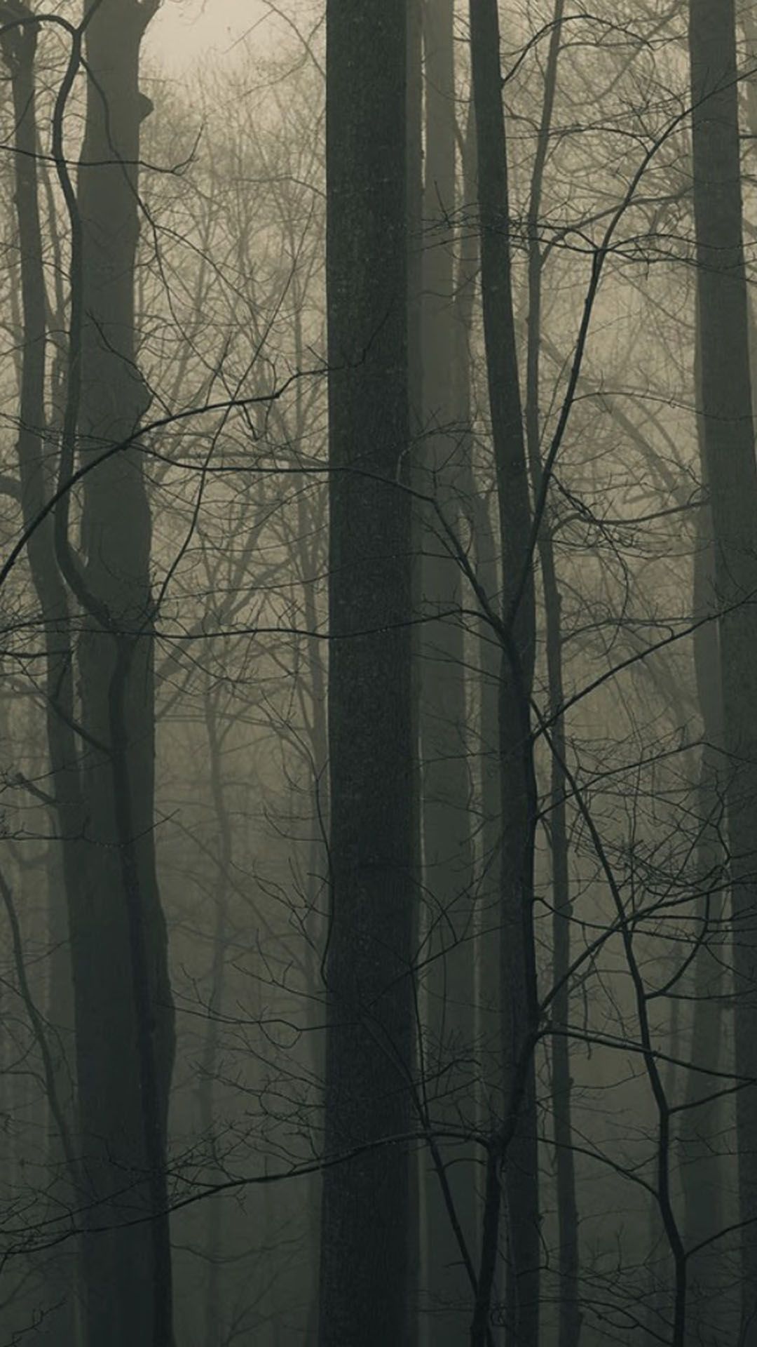 Scary Forest Phone Wallpaper. iPhone Wallpaper, Phone Wallpaper and Beautiful iPhone Wallpaper
