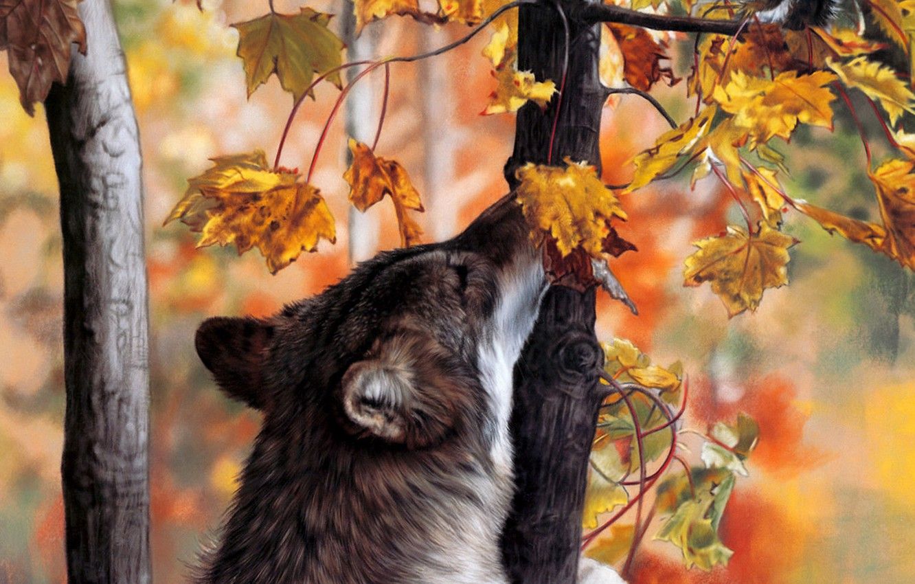 Wallpaper autumn, forest, wolf image for desktop, section собаки