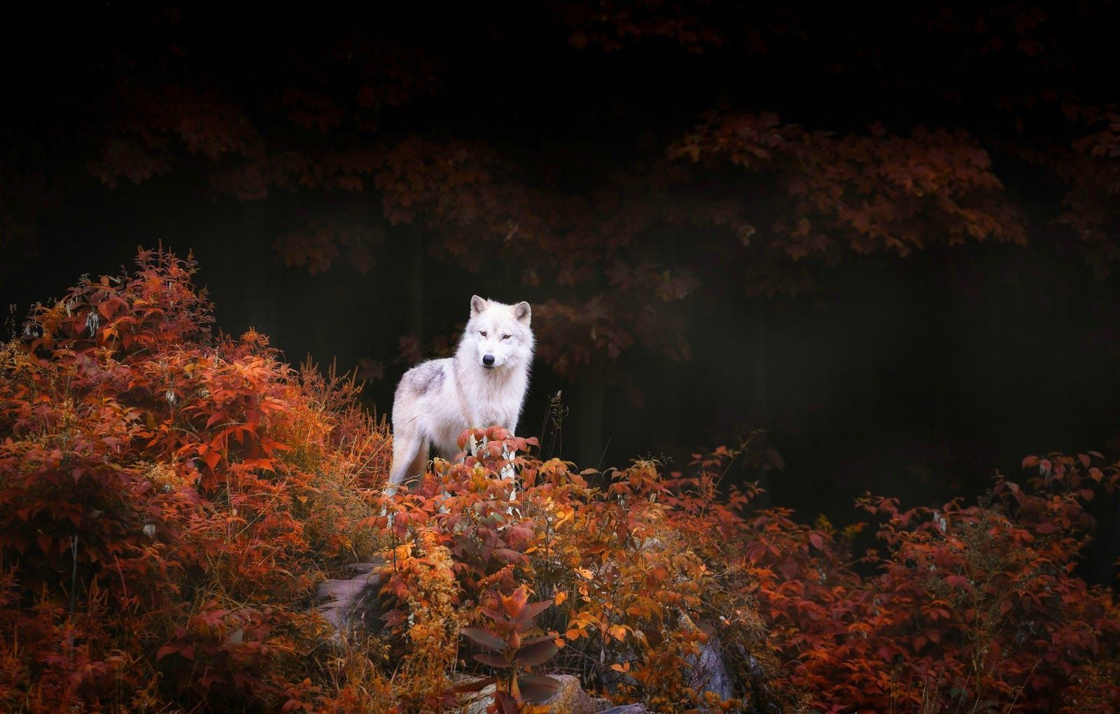 Breathtaking photo of wolves in the woods during the midst of Autumn. White wolf, Animals, Animals beautiful