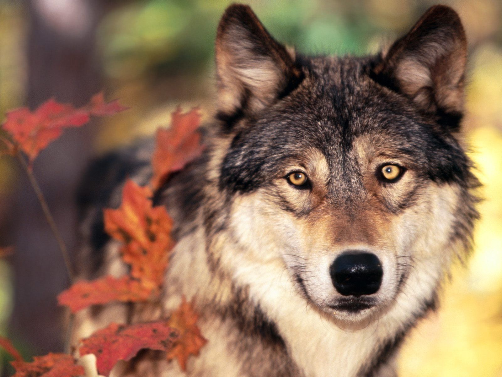 Wolf and Autumn Colors Wallpaper Wolves Animals Wallpaper in jpg format for free download