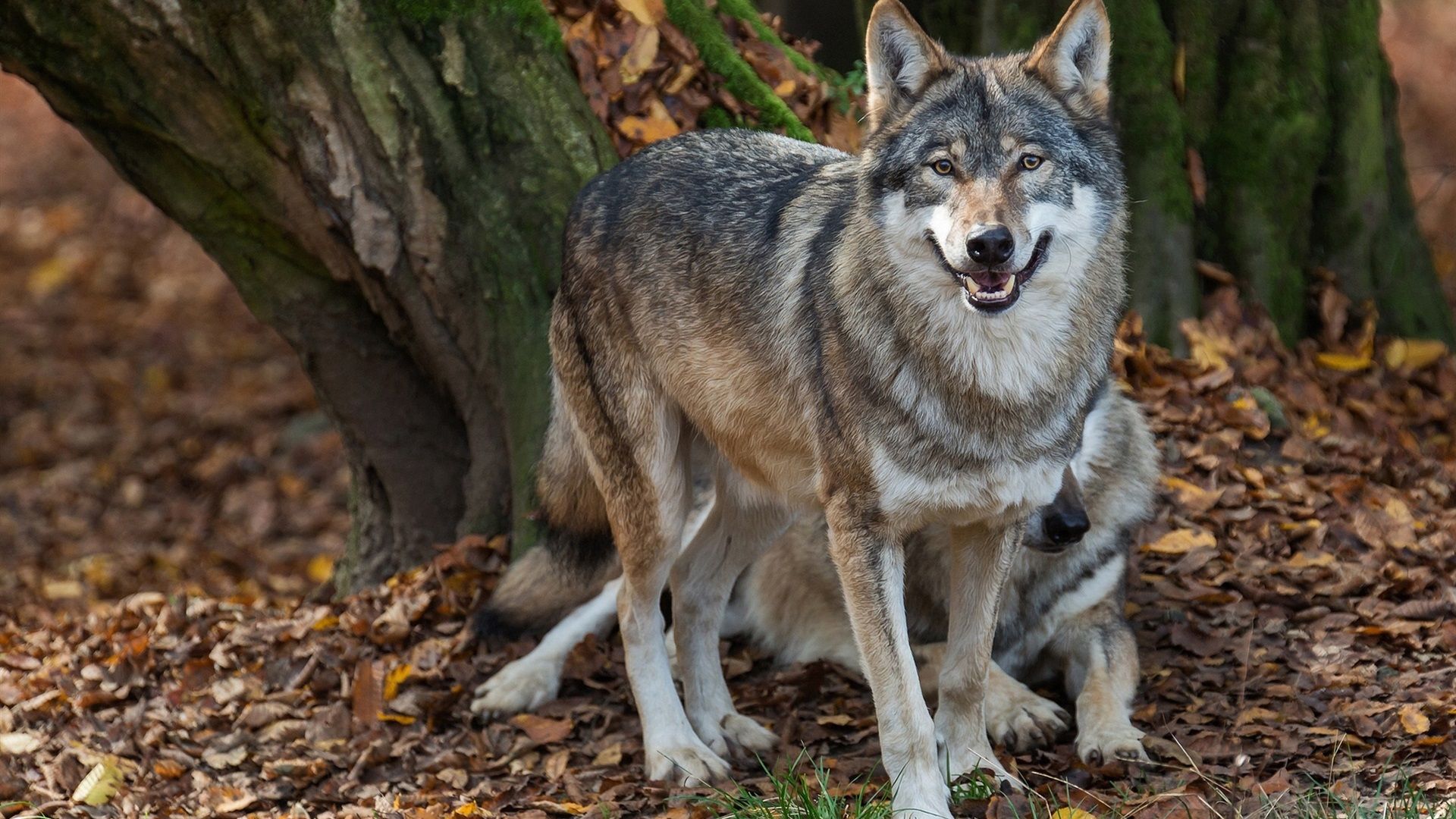Wallpaper Wolves, predators, autumn 1920x1200 HD Picture, Image