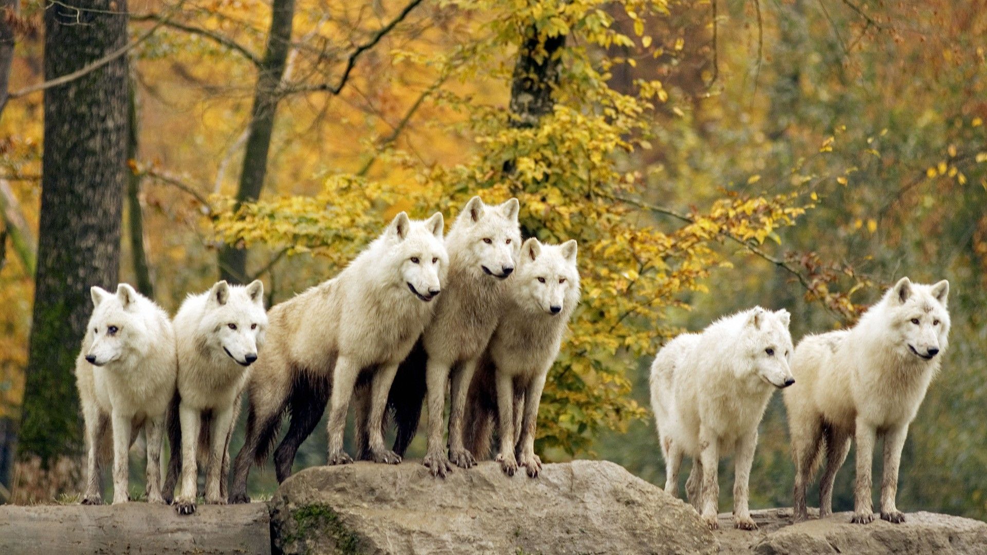 Autumn forests animals wildlife arctic Canadian wolves wallpaperx1080