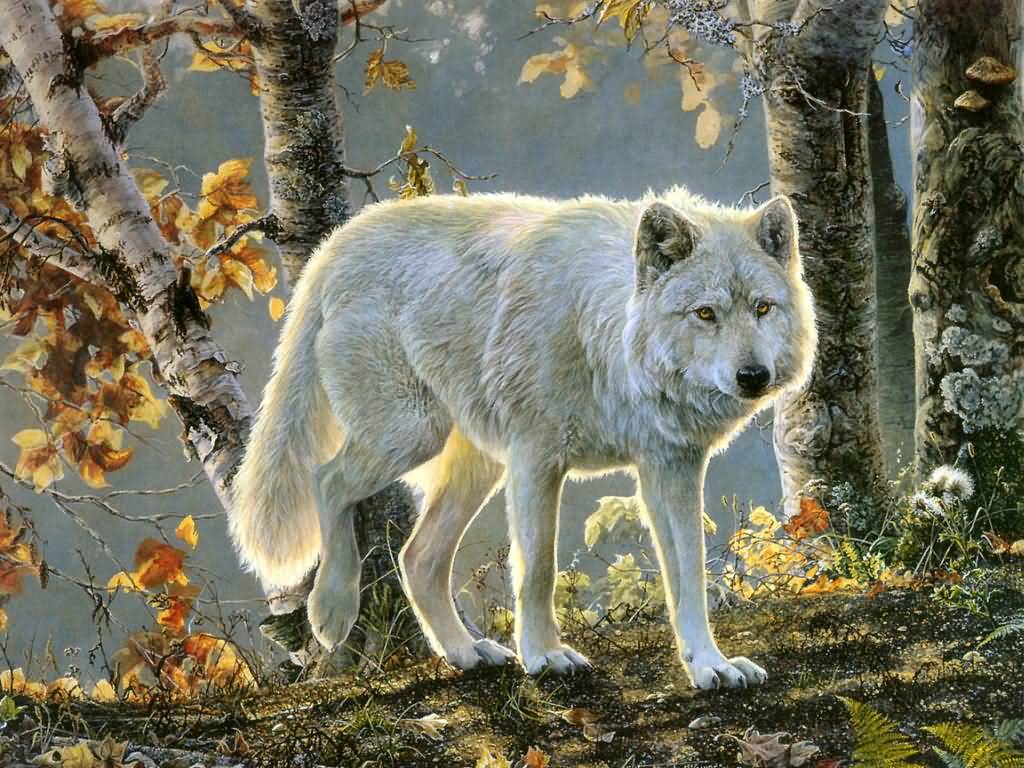 Wolf Picture - Autumn Glow