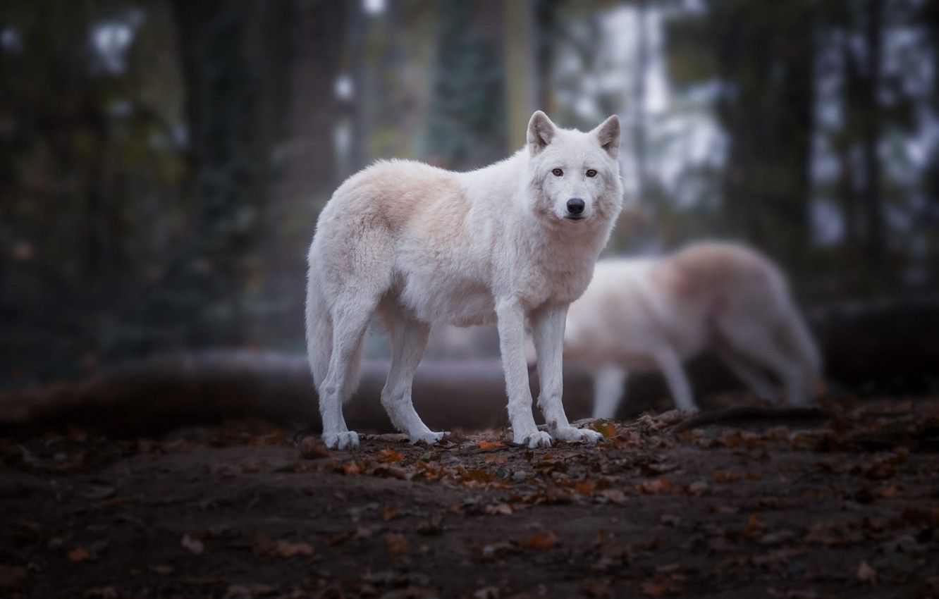 Wallpaper autumn, forest, white, look, leaves, pose, the dark background, background, wolf, wolves, log, white, two, blurred, polar, Arctic image for desktop, section животные