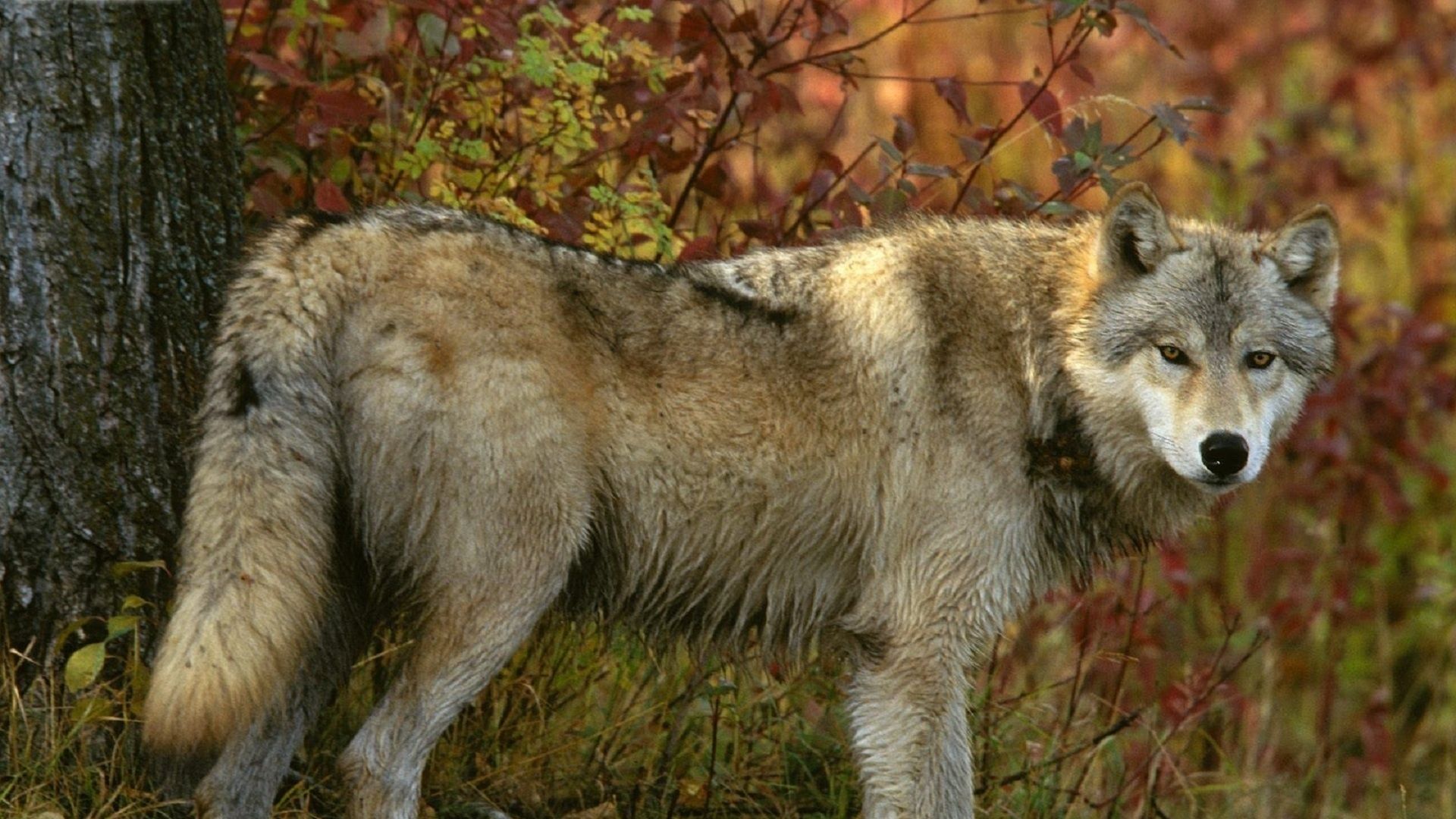 Download Wallpaper 1920x1080 wolf, forest, autumn, tree, predator Full HD 1080p HD Background