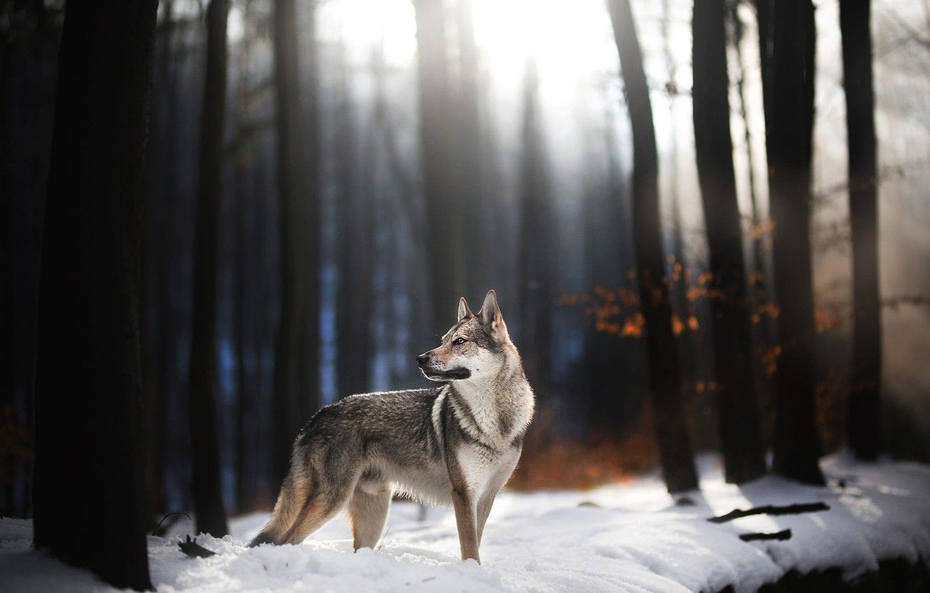 Wallpaper winter, forest, look, light, snow, trees, branches, nature, the dark background, trunks, wolf, dog, late autumn, wolf dog is a sarloos passed away image for desktop, section собаки