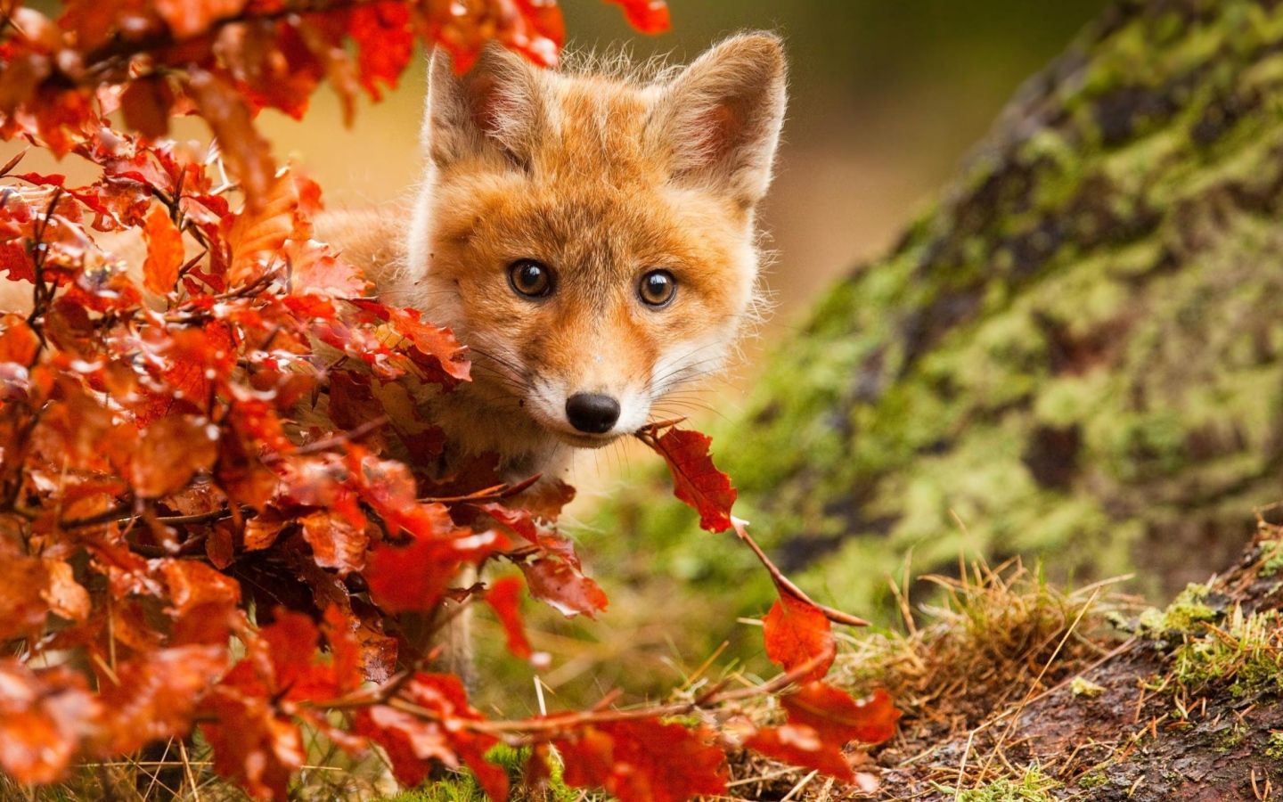 Little fox hiding in the orange leaves in autumn Desktop wallpaper 1440x900