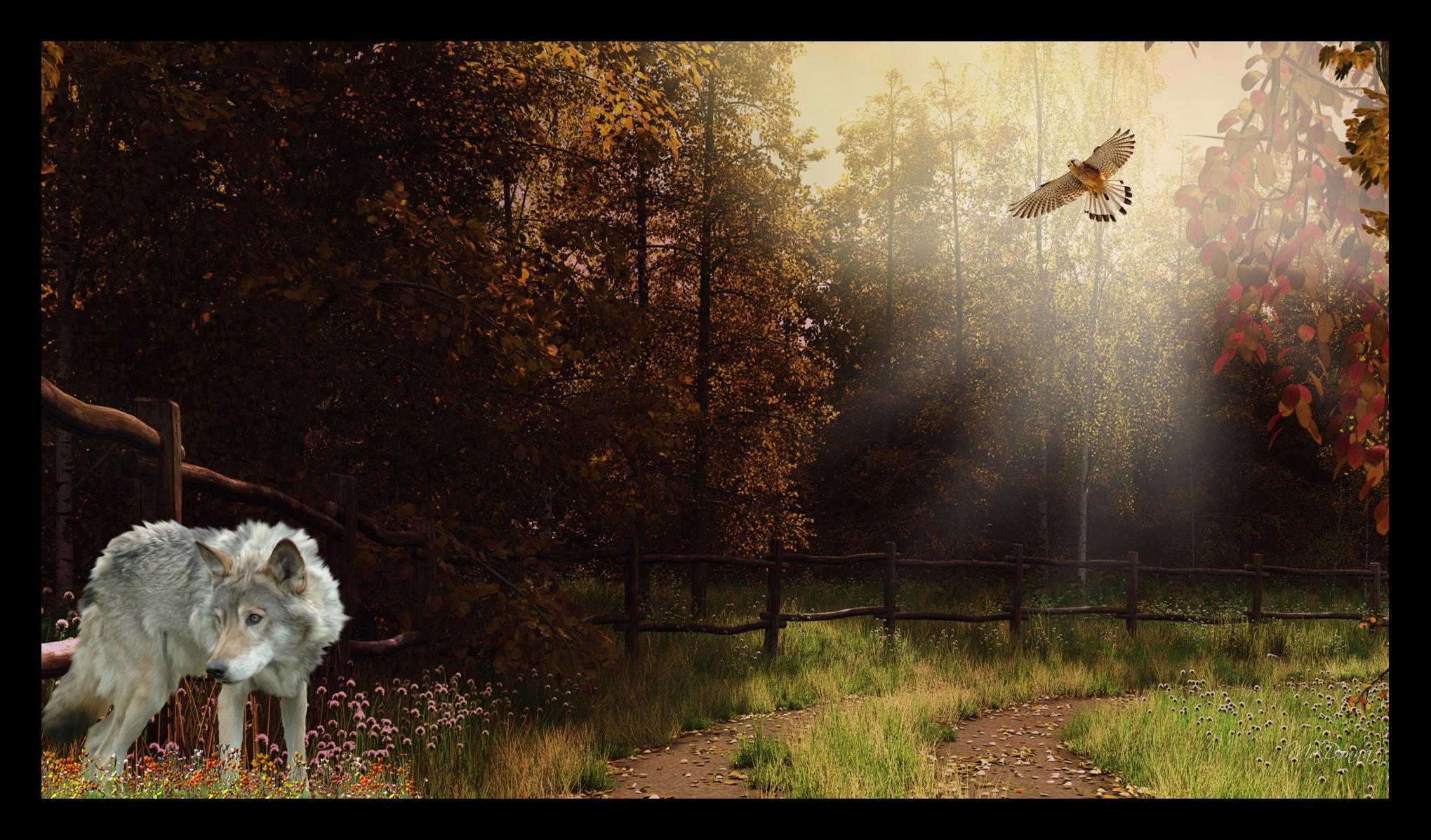 Autumn Of The Wolf HD desktop wallpaper, Widescreen, High Definition