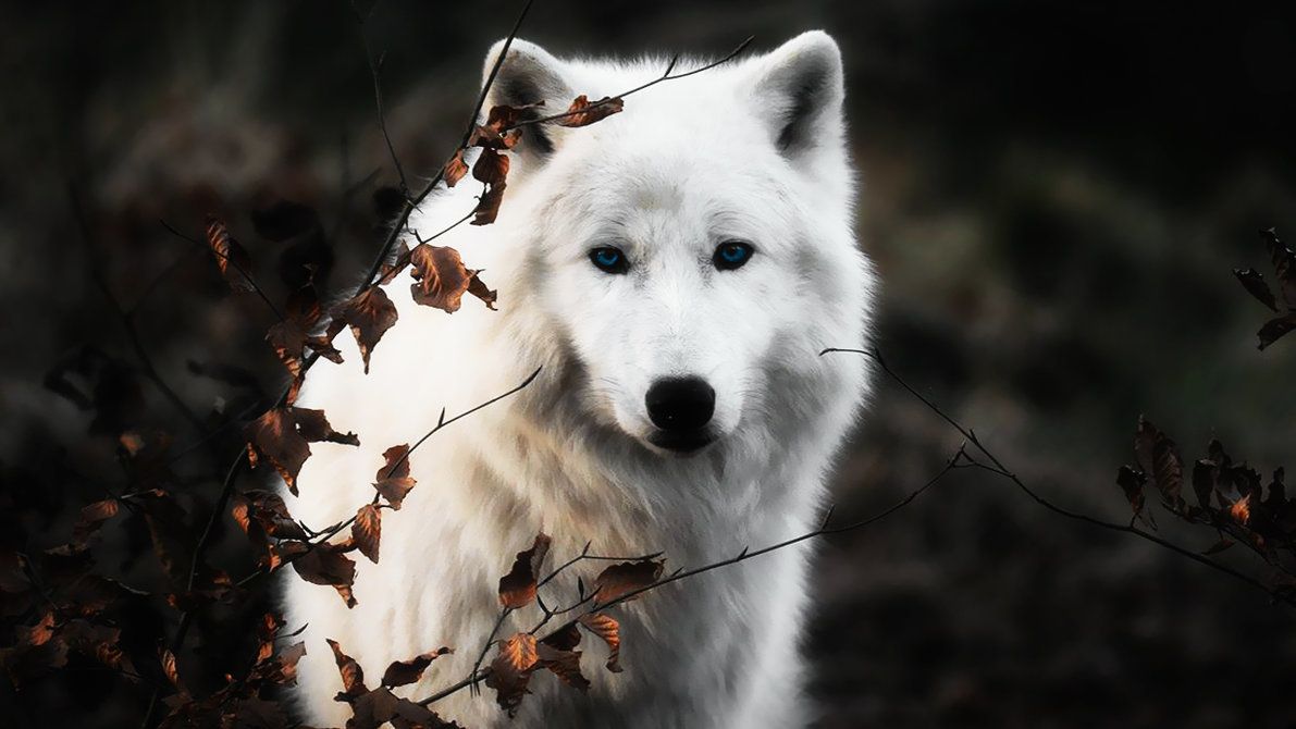 White Wolf Wallpaper Free White Wolf Background