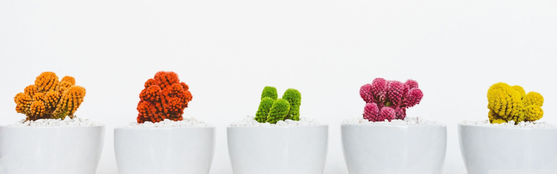 Colorful Cactuses Aesthetic Ultra HD Desktop Background Wallpaper for 4K UHD TV, Widescreen & UltraWide Desktop & Laptop, Multi Display, Dual & Triple Monitor, Tablet