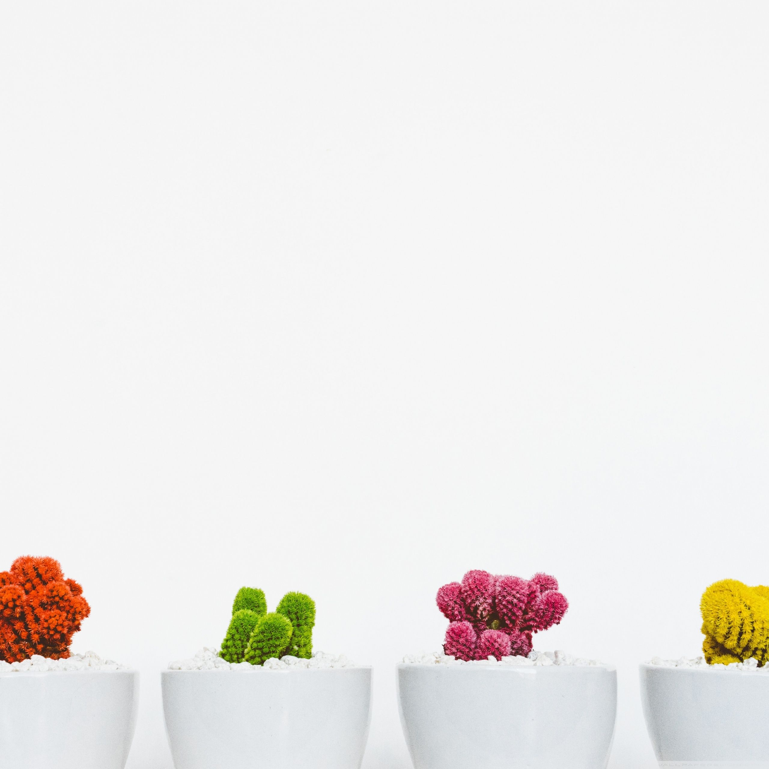 Colorful Cactuses Aesthetic Ultra HD Desktop Background Wallpaper for 4K UHD TV, Widescreen & UltraWide Desktop & Laptop, Multi Display, Dual & Triple Monitor, Tablet