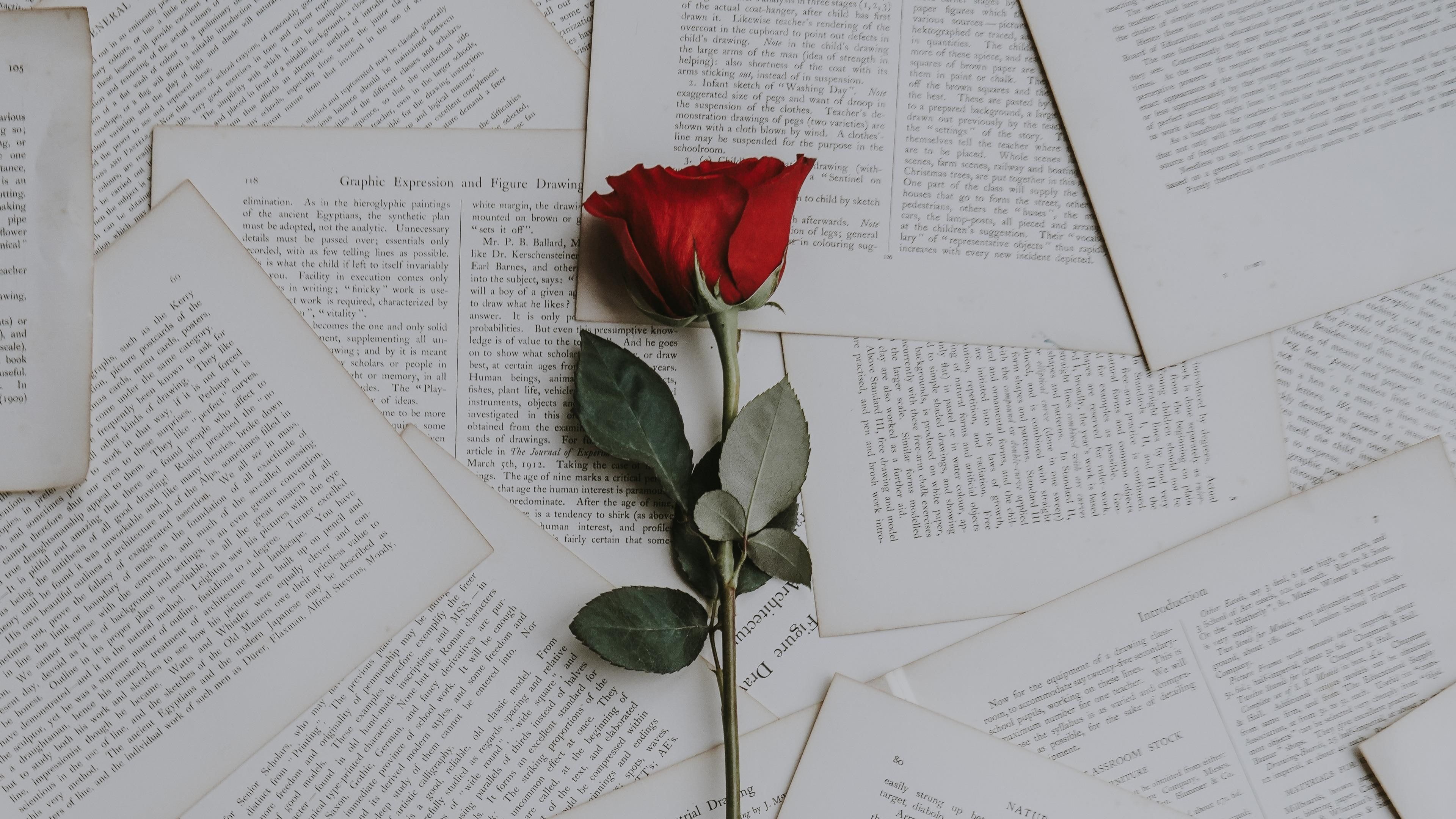 red rose #rose book pages #flower #paper #petal book page #page #pages #r. Laptop wallpaper desktop wallpaper, Aesthetic desktop wallpaper, Cute laptop wallpaper